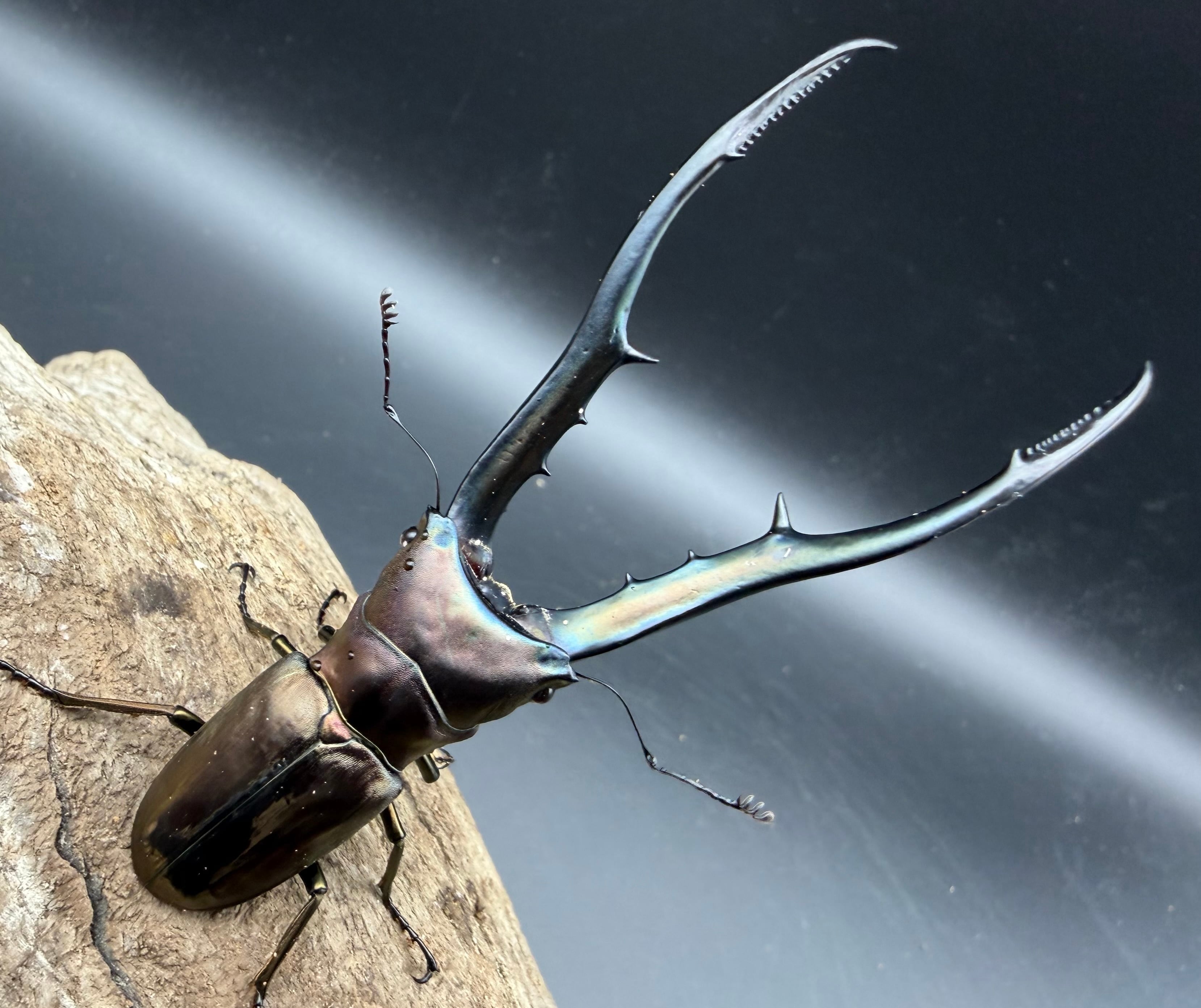 WD】アゴブルー系《メタリフェルホソアカ亜種フィナエ 89mm ペア