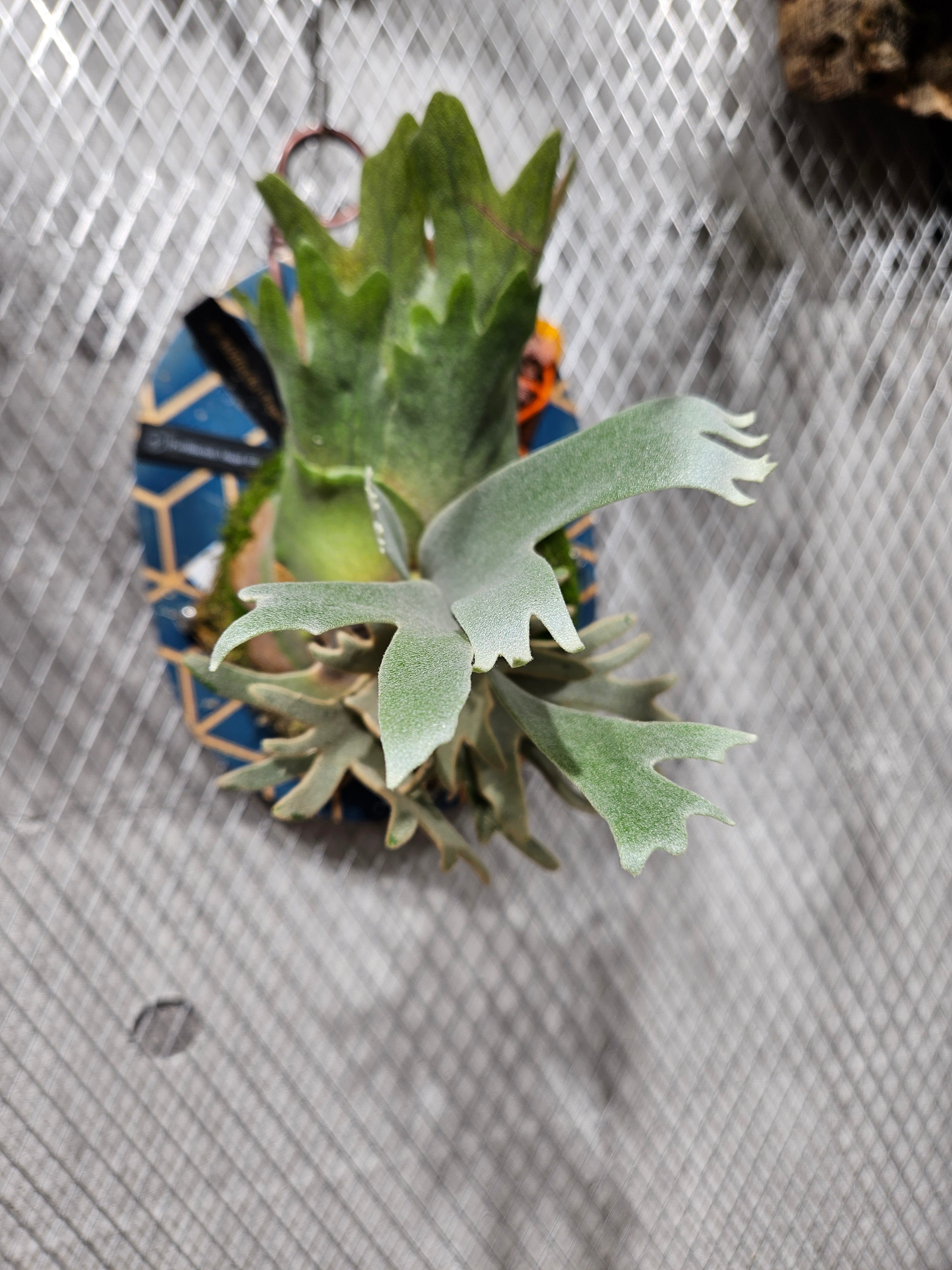 P.willinckii Angel #1《Dwarf 》【artPLANTs/PLANTS GARAGE