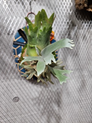 P.willinckii Angel #1《Dwarf 》【artPLANTs/PLANTS GARAGE】ビカクシダ/Platycerium