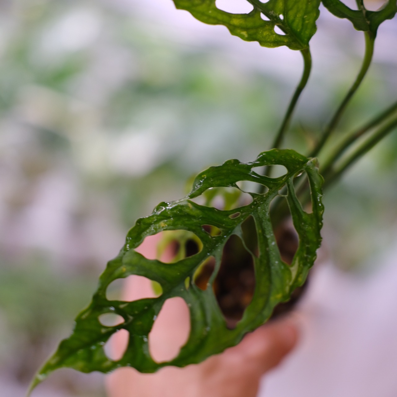 【実生】モンステラ オブリクア ペルー / Monstera Obliqua Peru⑦ / 観葉植物