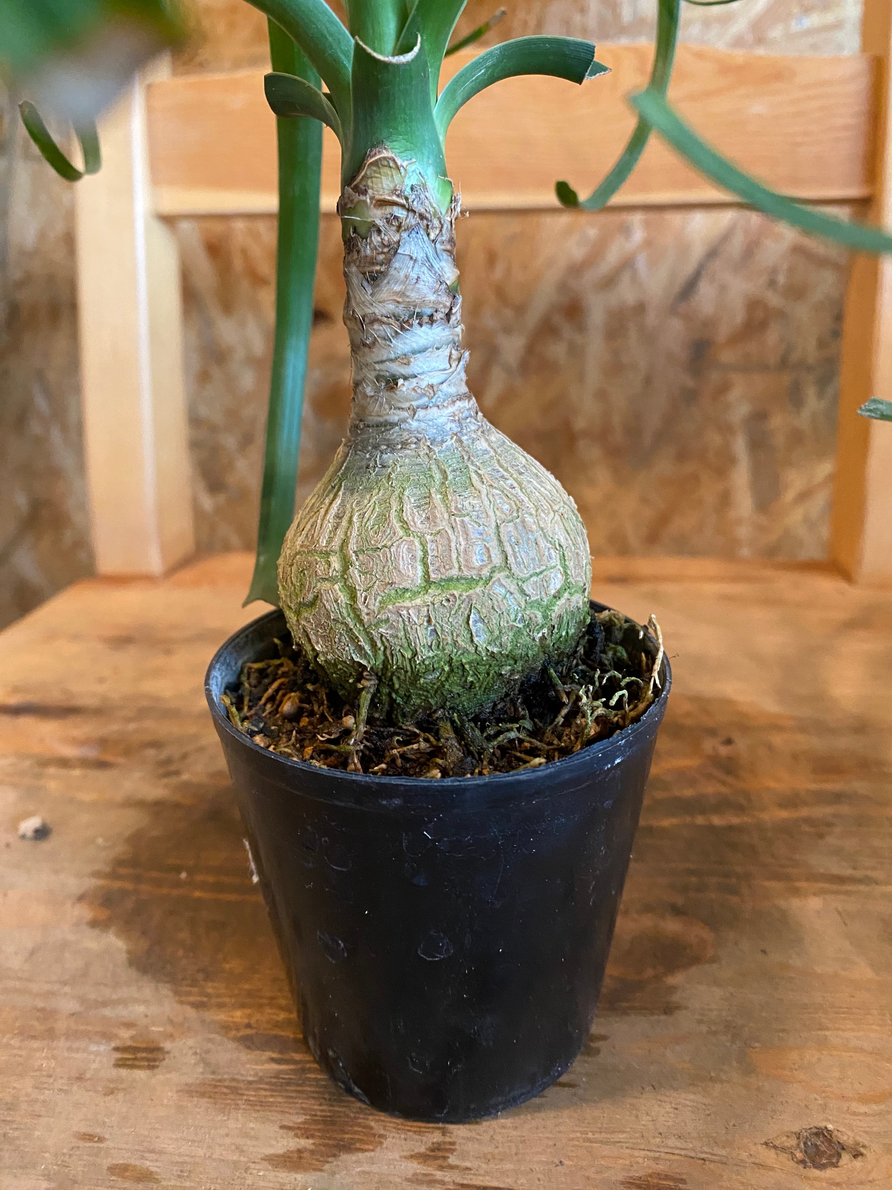 トックリラン ノリナ 50株まとめ売り コア様リクエスト トックリラン