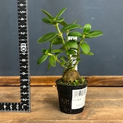 Hydnophytum hailans Mt. Hagen, PNG【668】