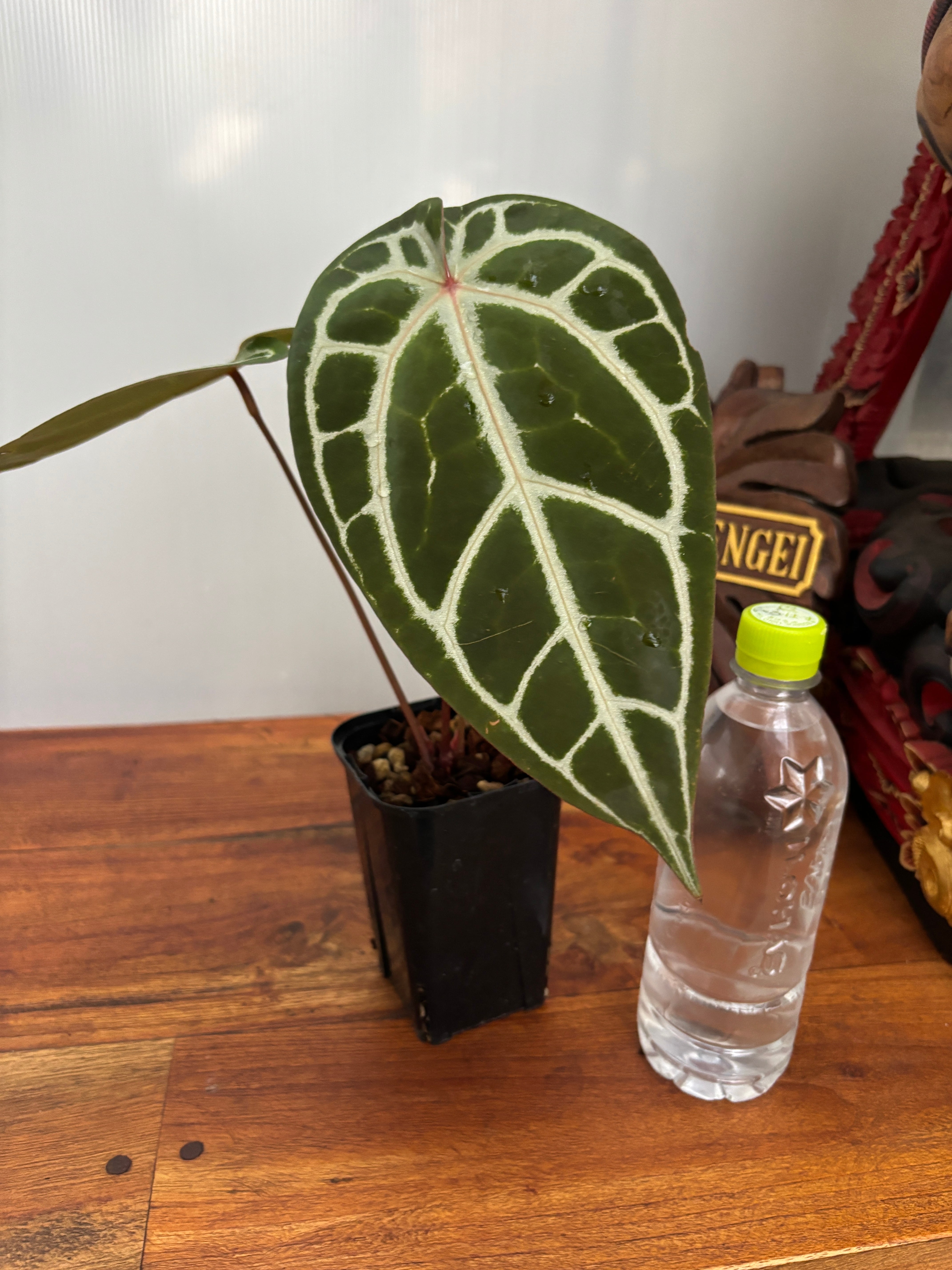 Anthurium | BA PLants