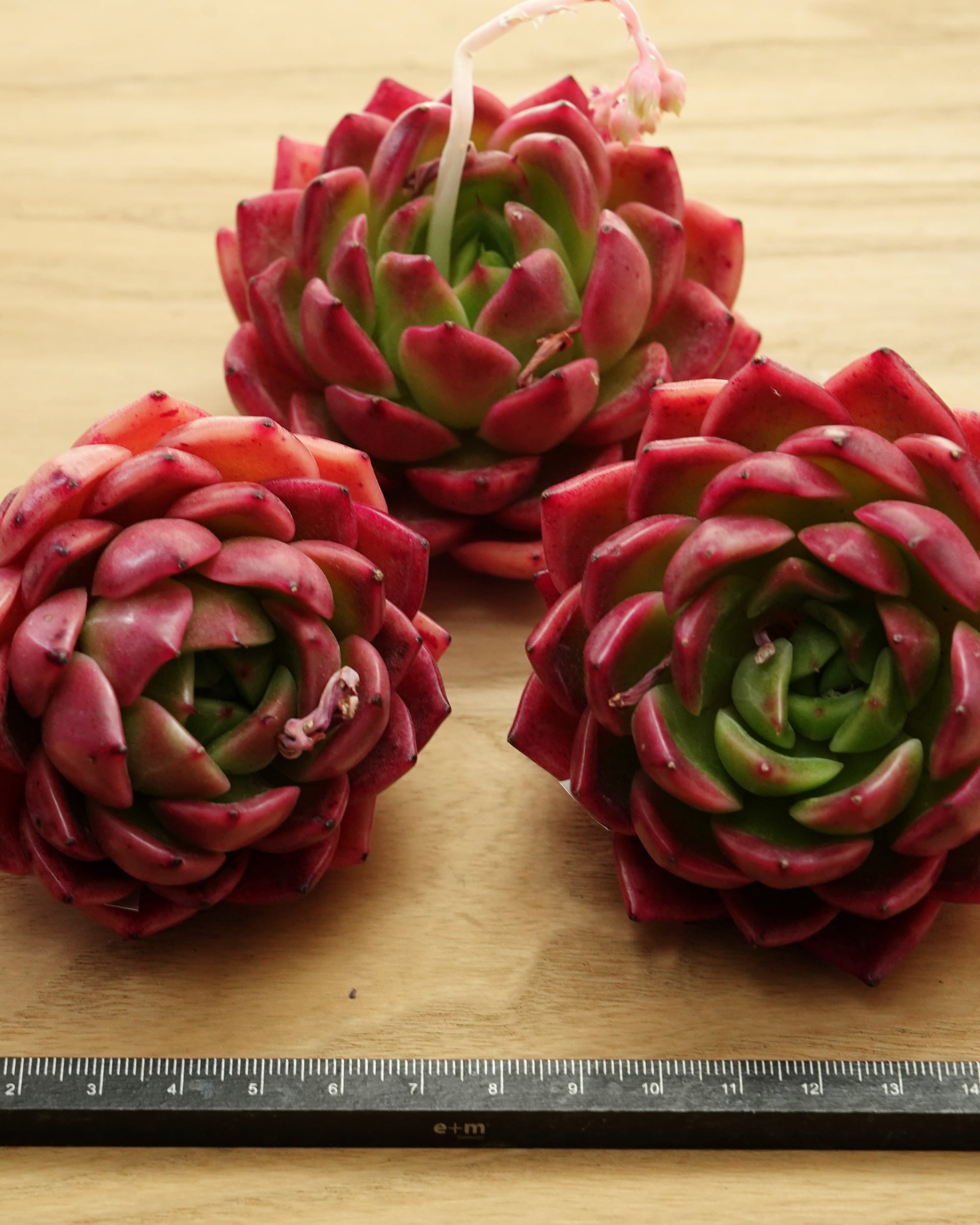 カット苗 メキシカンローズ 【日本初上陸？！】 Echeveria 'Mexican