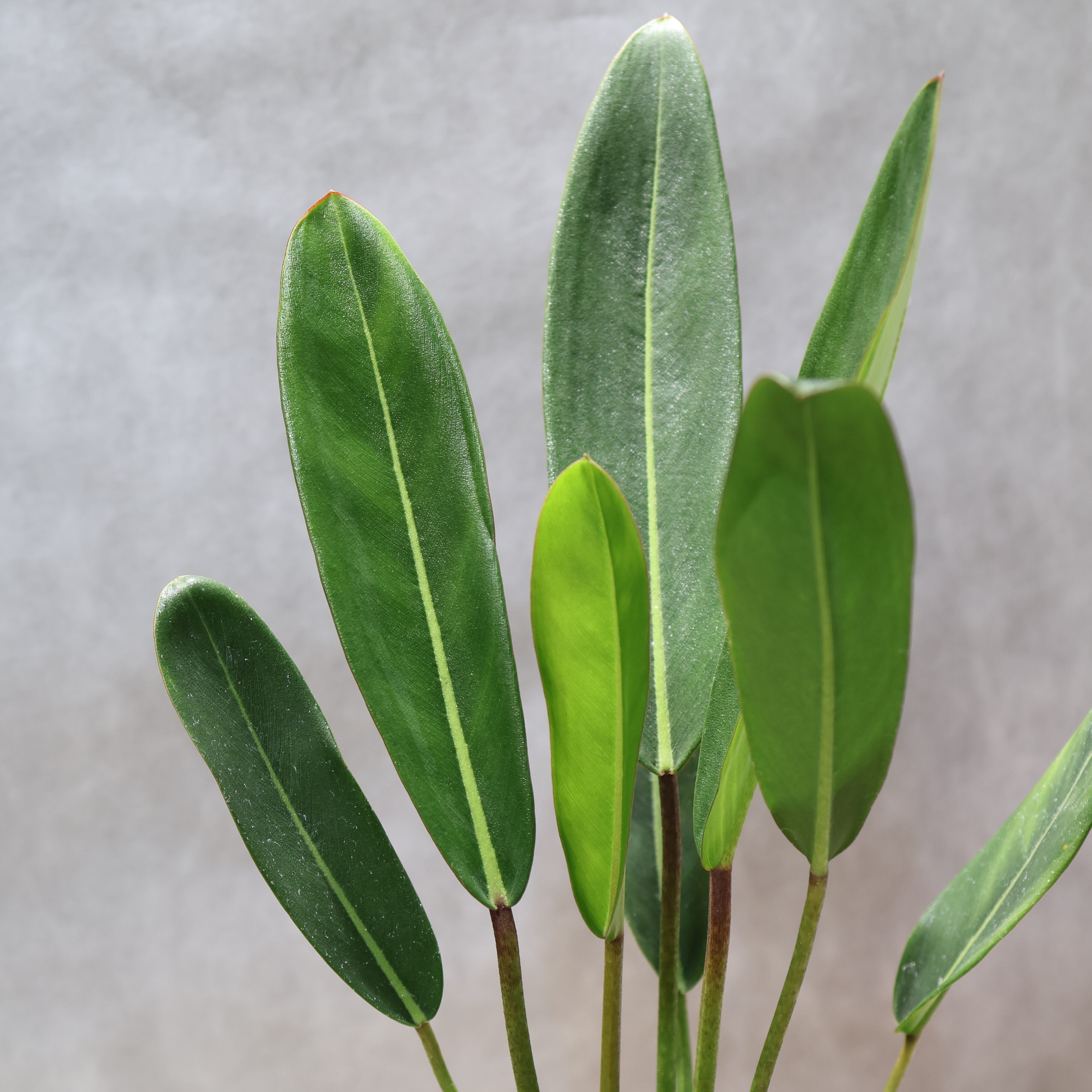 324 線と陰影を愉しむ『フィロデンドロン カロッスム Philodendron