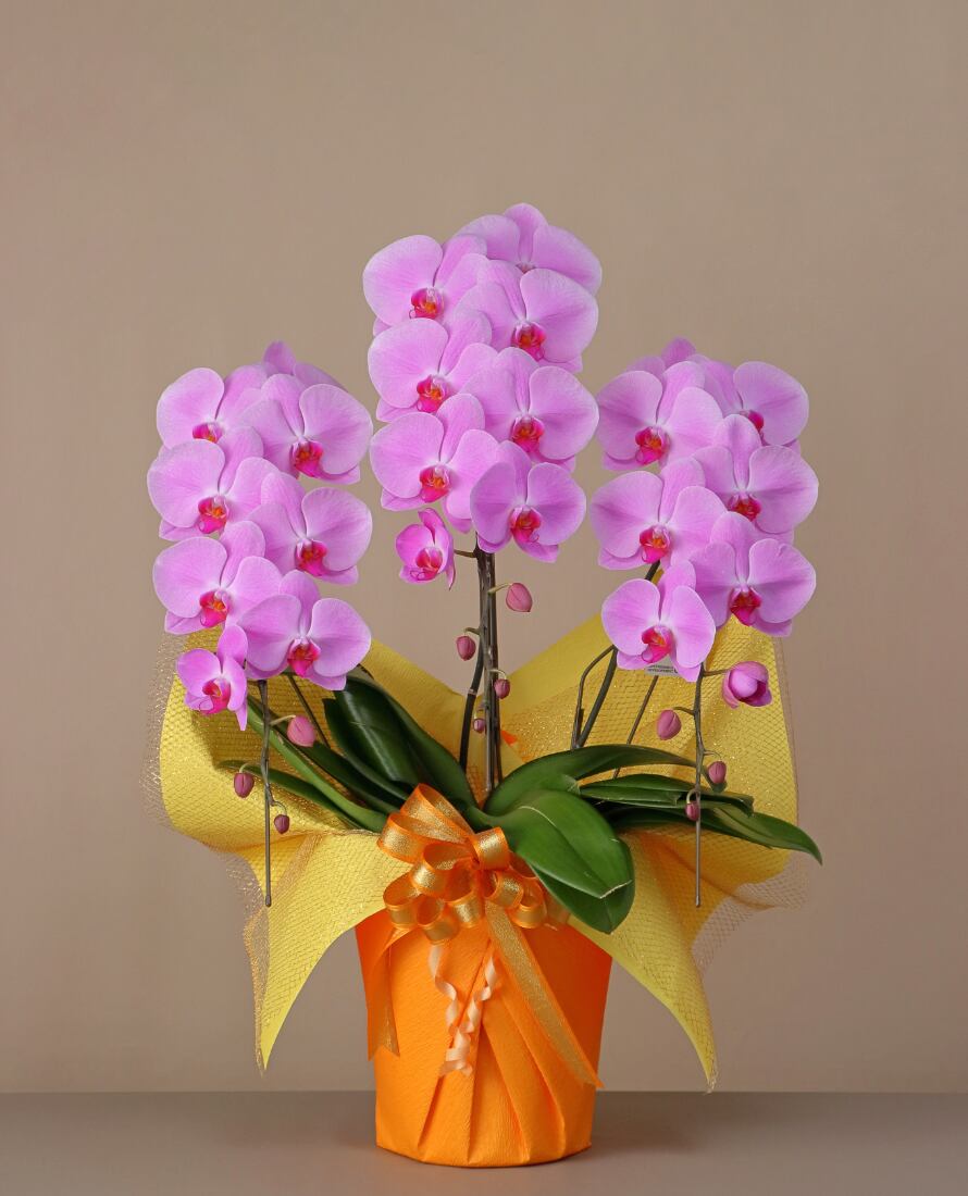 3本立 スタンダード(30輪~33輪程度) ピンク 【優しさを贈る上品な彩り】コンパクトながら、温かみのある優しい華やかさを演出する一鉢に仕上げました。誕生日や開業祝い、記念日のお祝いにもおすすめです。