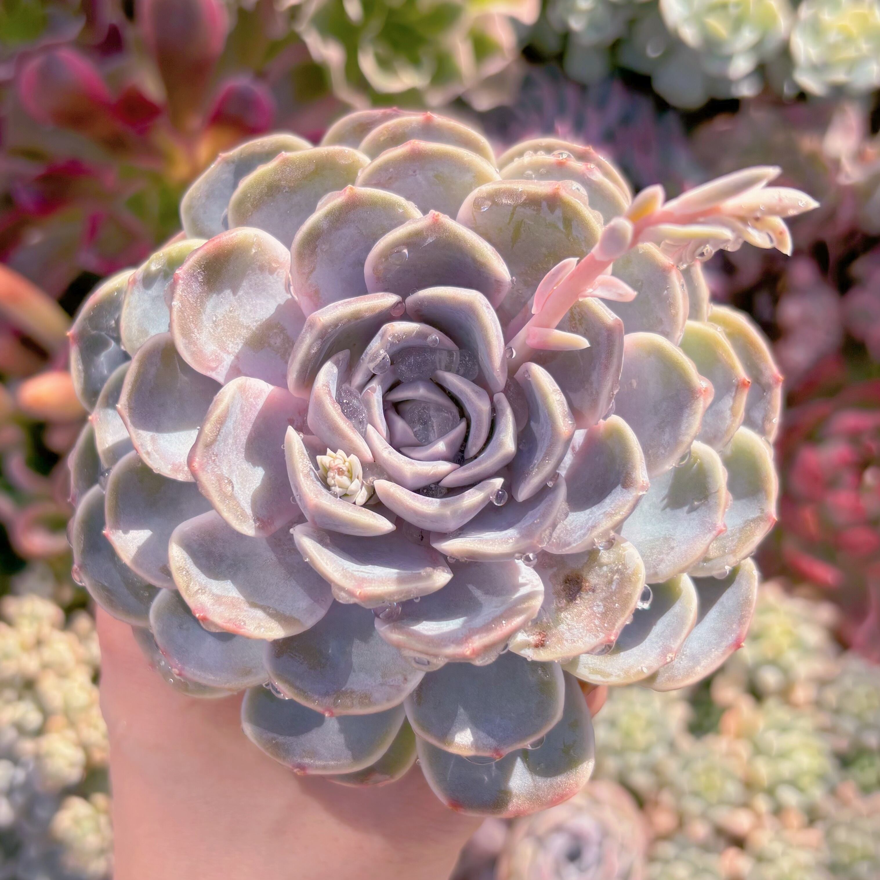 現品　Tynie Burger#091　新入荷　るる農園