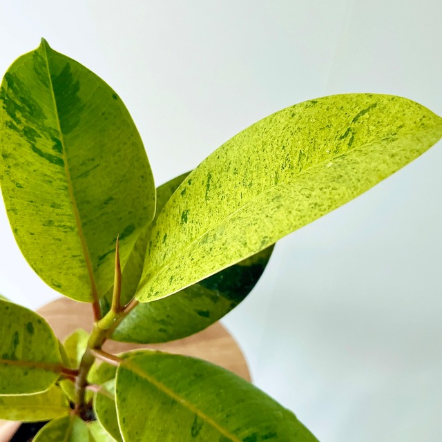 フィカス ジン 観葉植物 calm cafe
