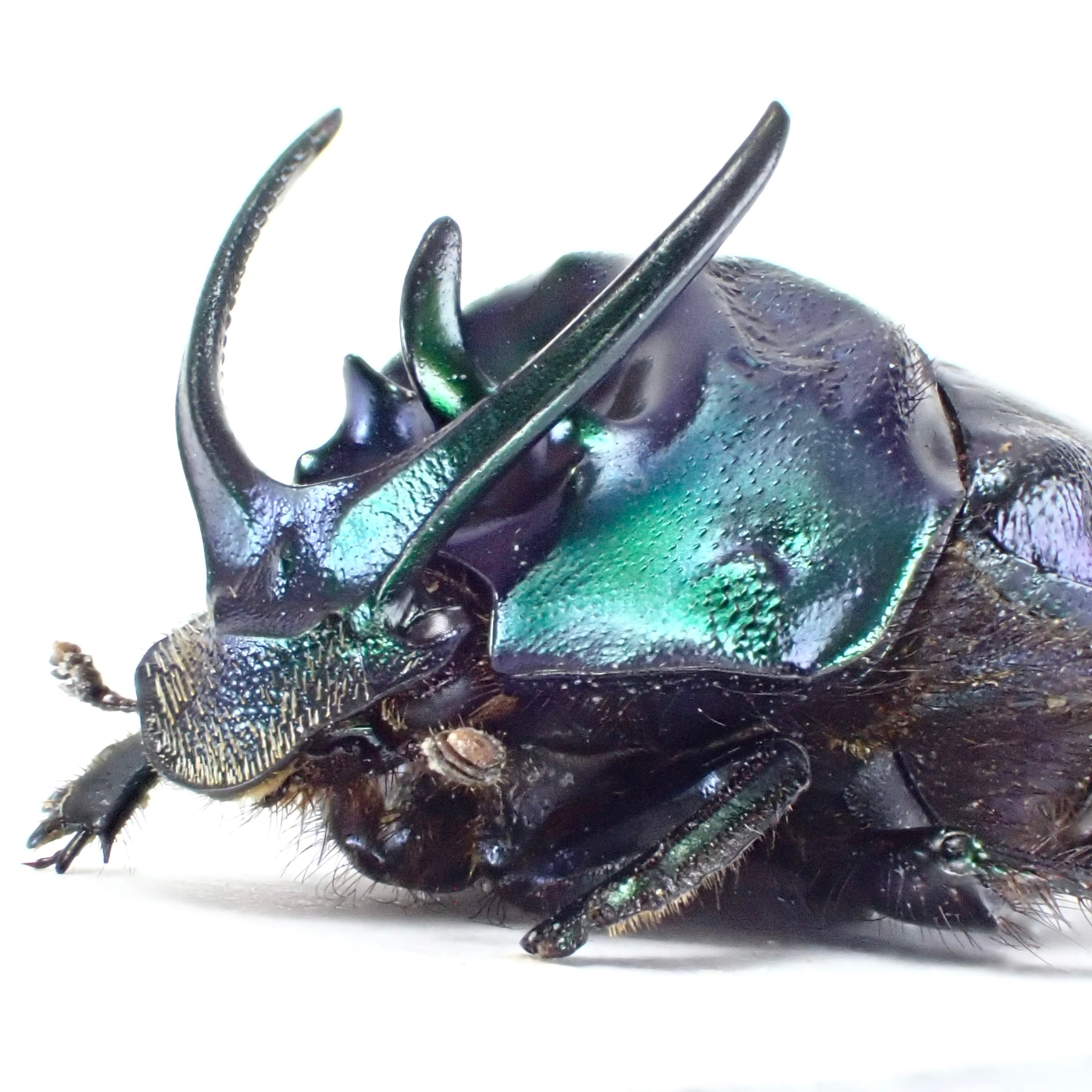 インドネシア産 Proagoderus schwaneri ♂♀ 16mm/16mm | 昆虫標本