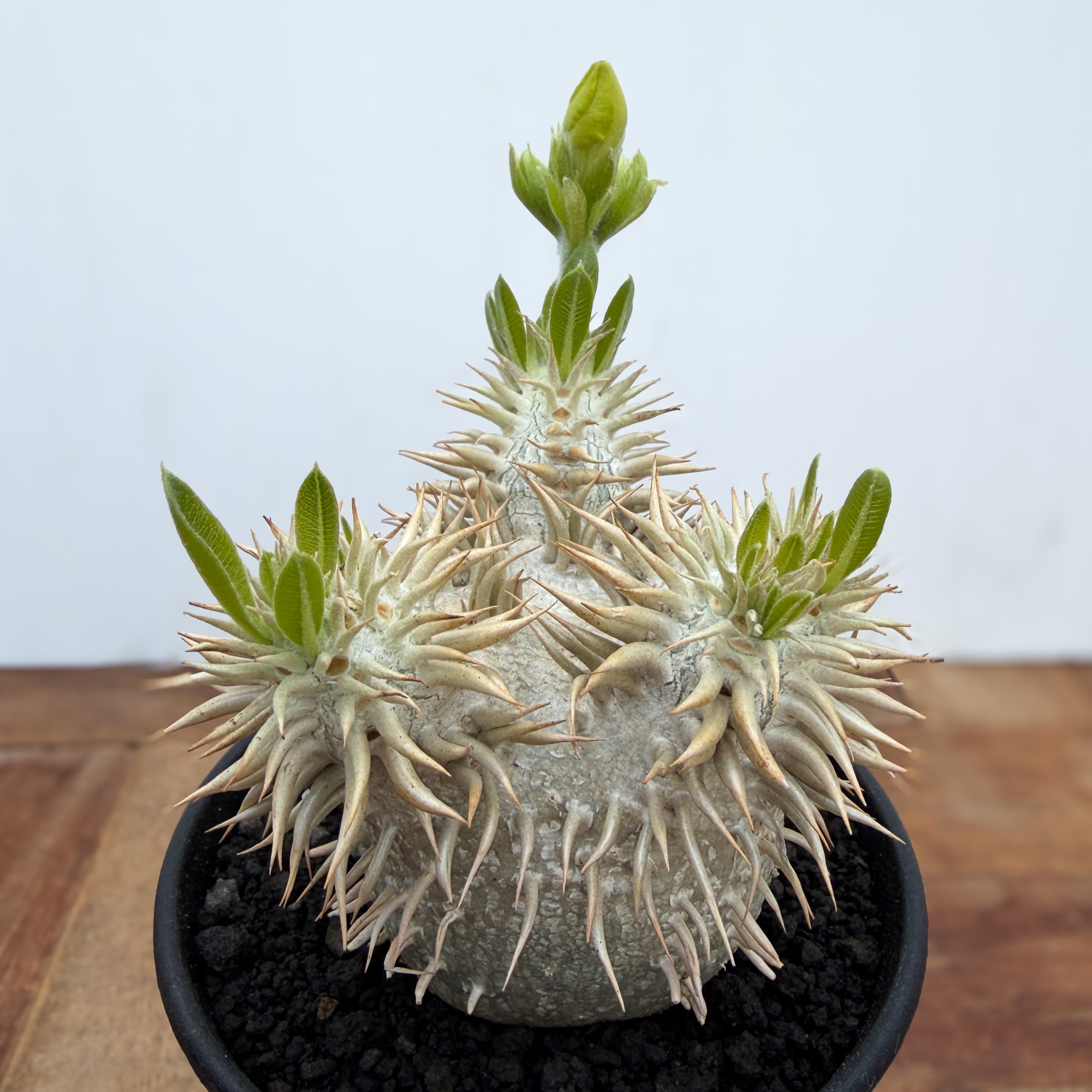 Pachypodium enigmaticum【パキポディウム・エニグマティクム・実生