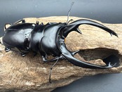 【WD】《インターメディアツヤクワガタ ネグロス島産 98mm ペア》