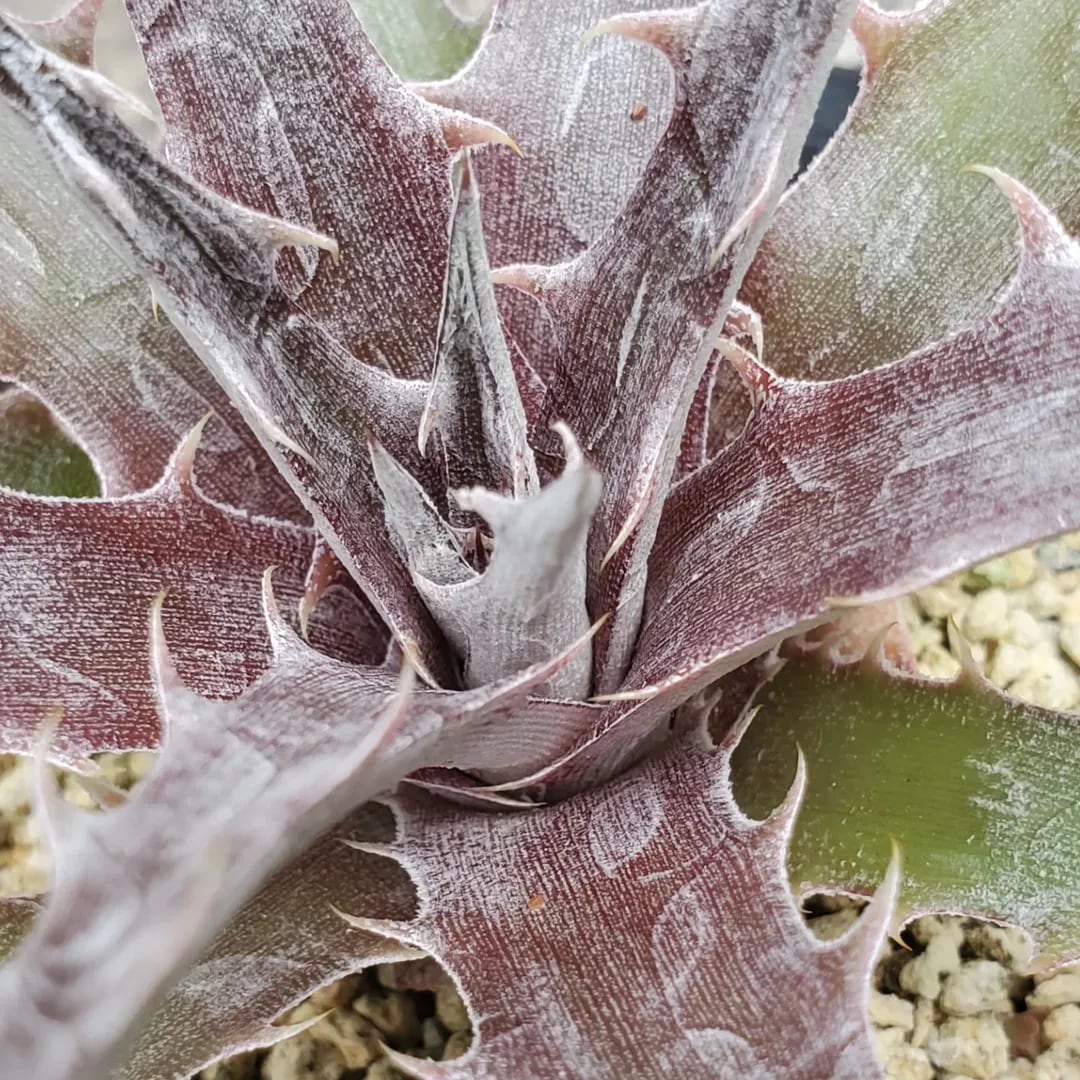 F00410_Dyckia 'Battle Axe'：ディッキア・バトルアクス（子株