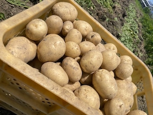 選べる各種 じゃがいも 5kg 自然栽培