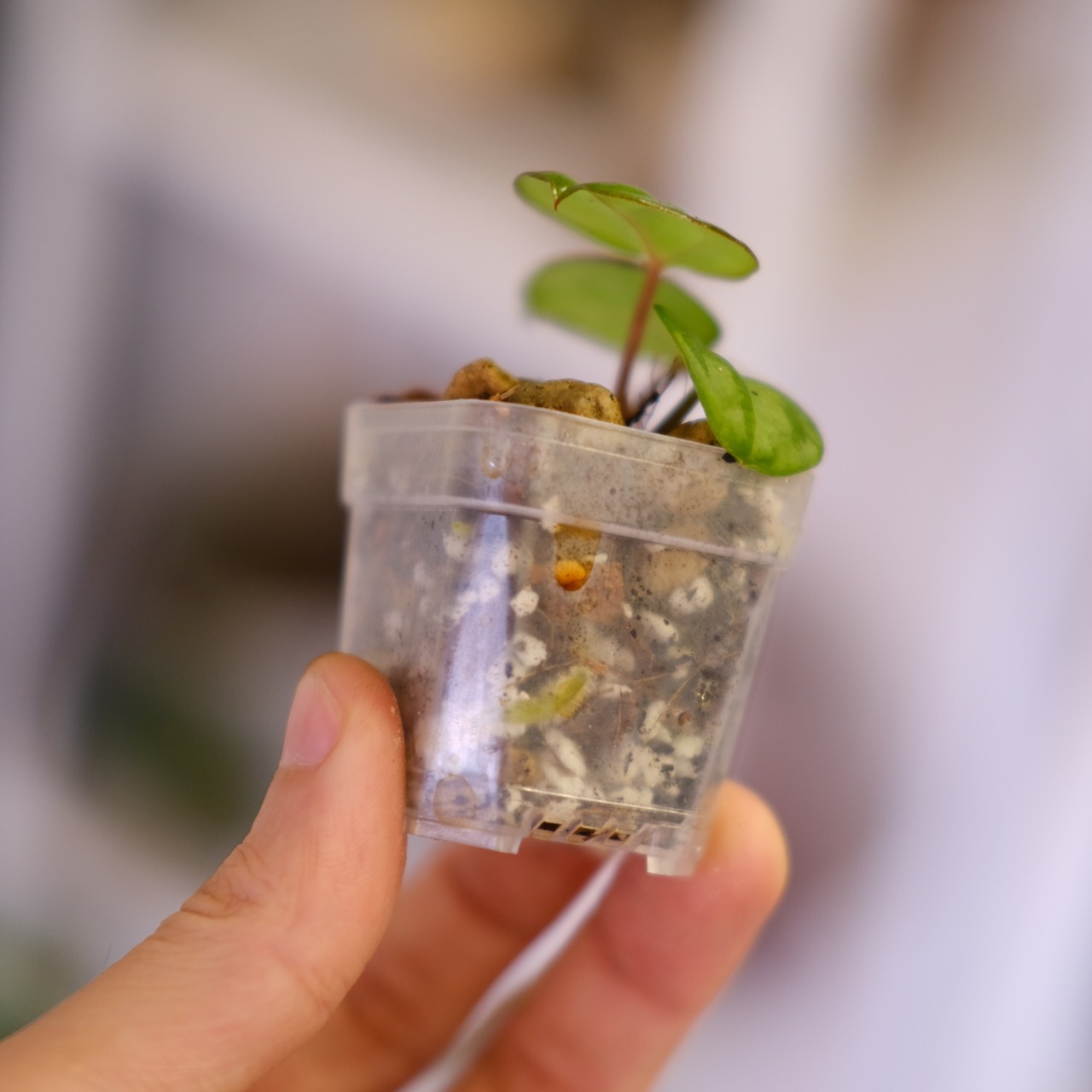 Anthurium Carlablackiae "RA5 x RA10"│アンスリウム カーラブラッキー│観葉植物