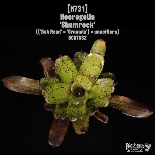 【送料無料】Neoregelia 'Shamrock'〔ネオレゲリア〕現品発送N0235-1