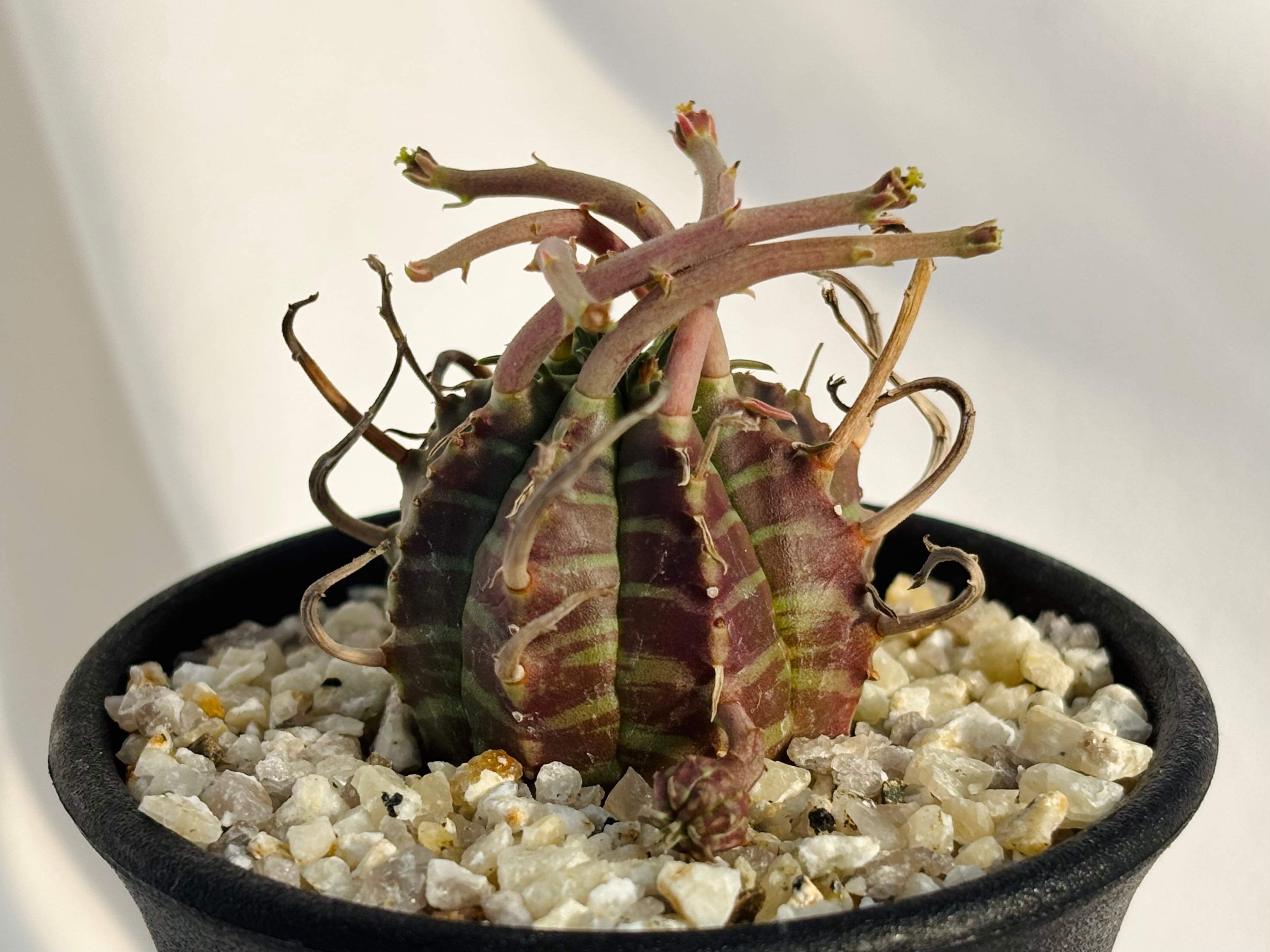 Euphorbia valida ユーフォルビア スーパーブラックバリダ 強刺選抜