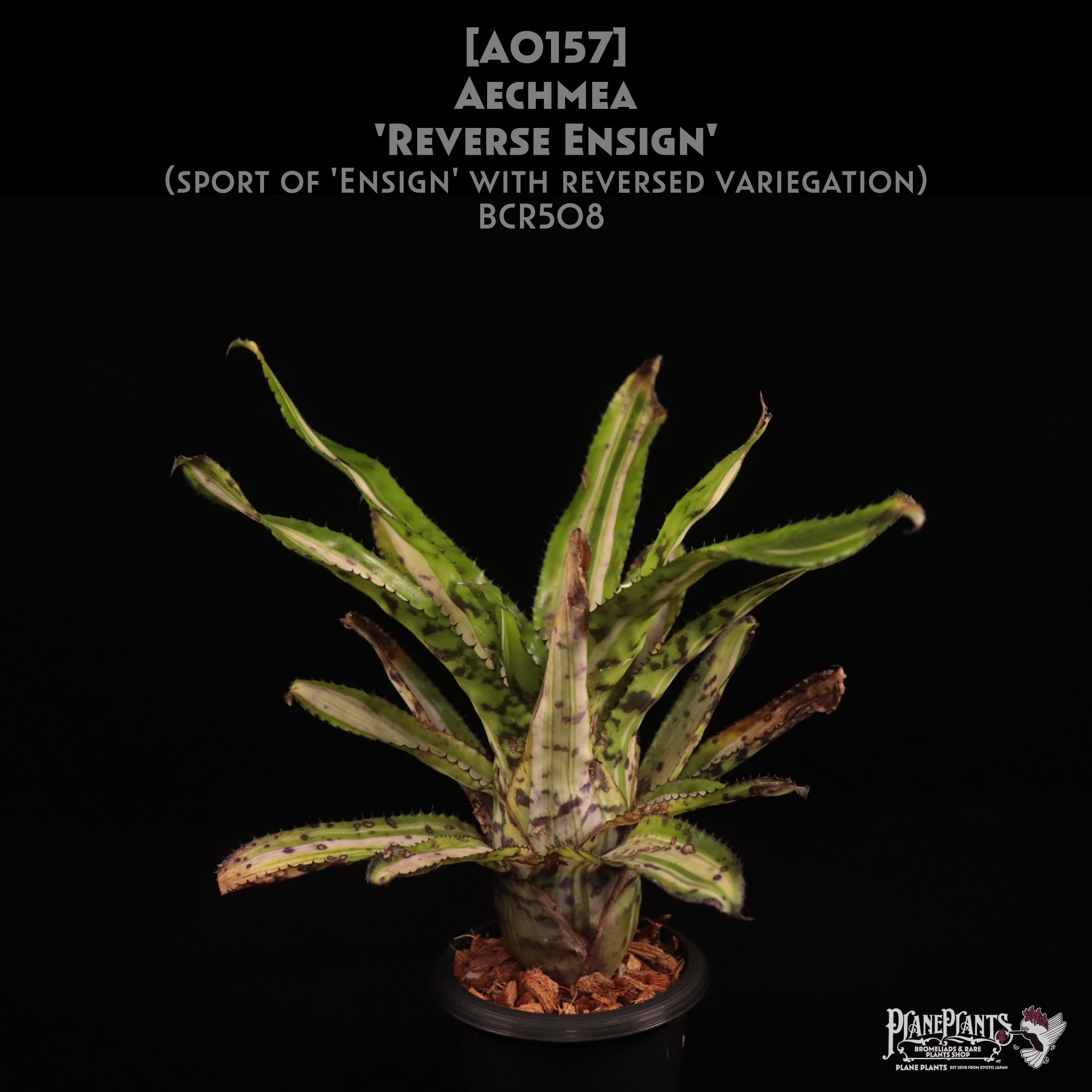 送料無料】Aechmea orlandiana 'Pink'〔エクメア〕現品発送A0020