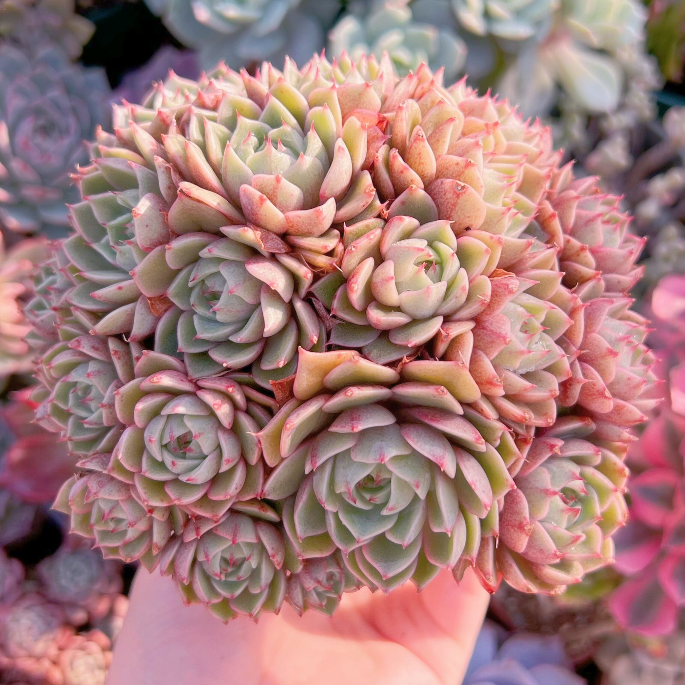 現品　ベンバディス#2358   大群生　新入荷