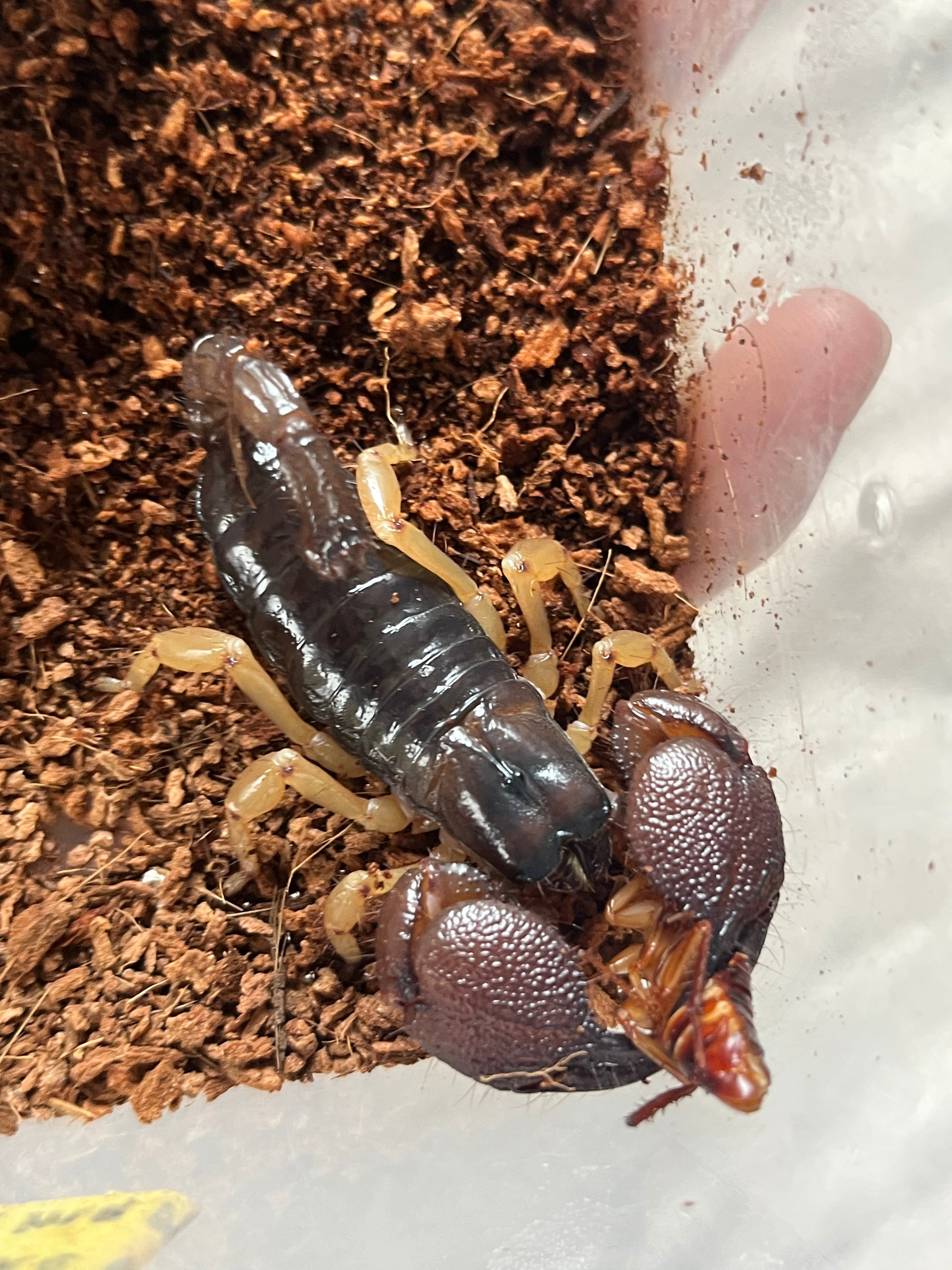 蠍固有種】インディアンブラックスコーピオンDeccanometrus latimanus