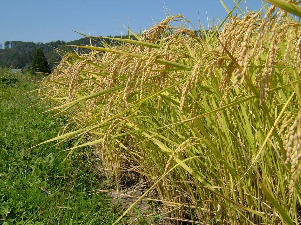 喜多方産 コシヒカリ 10kg 新米】 令和7年産 喜多方市産 コシヒカリ ＜10kg＞ | YAMAICHI RICE A