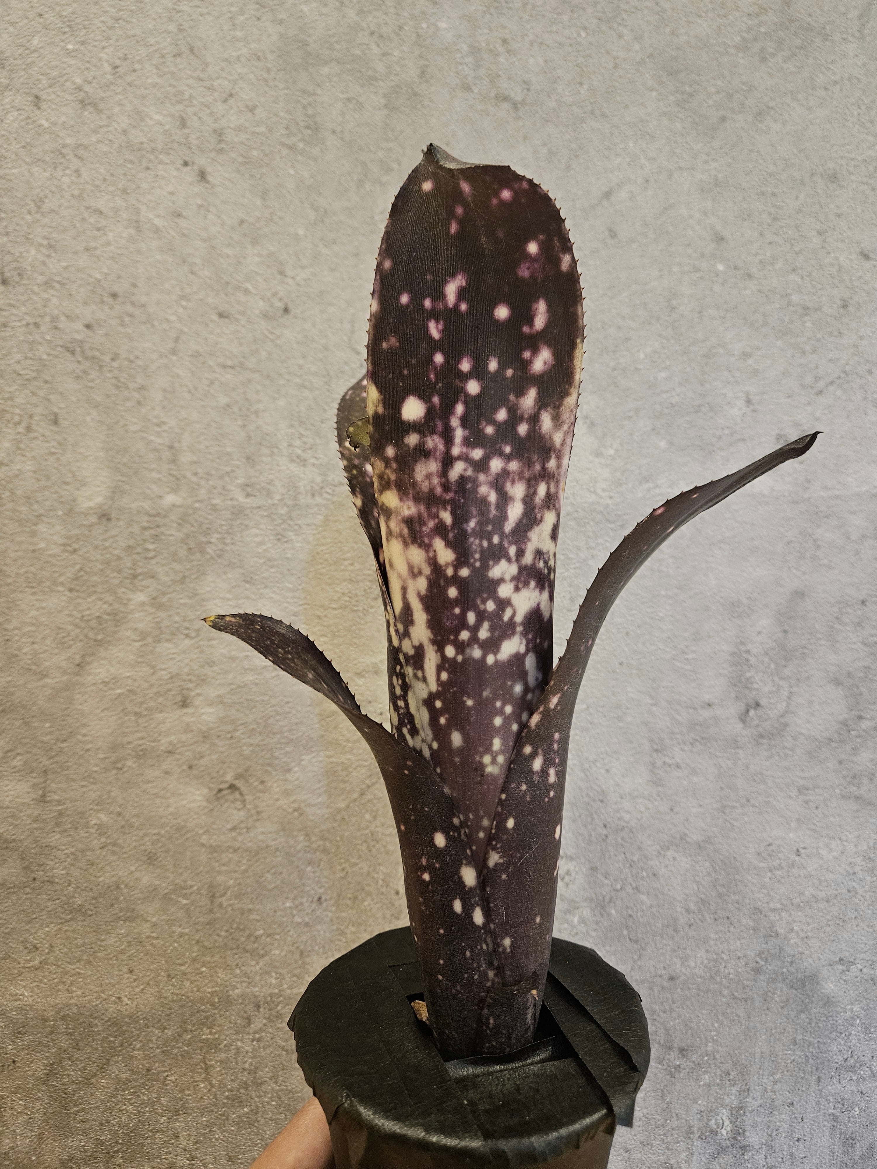 Bill.el zorro 【artPLANTs/PLANTS GARAGE 】 ビルベルギア/タンク