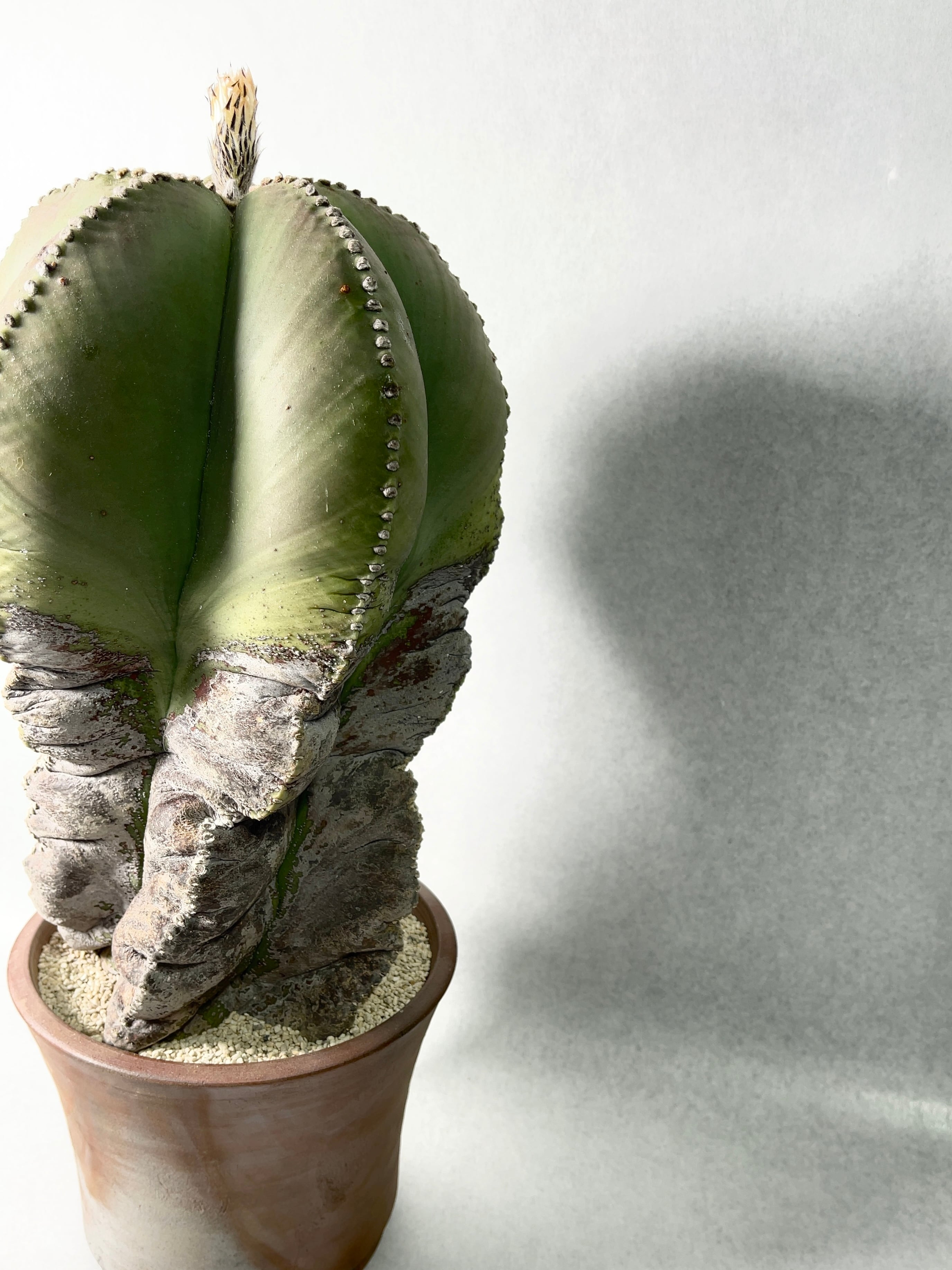 アストロフィツム・碧瑠璃鸞鳳玉 | trigger