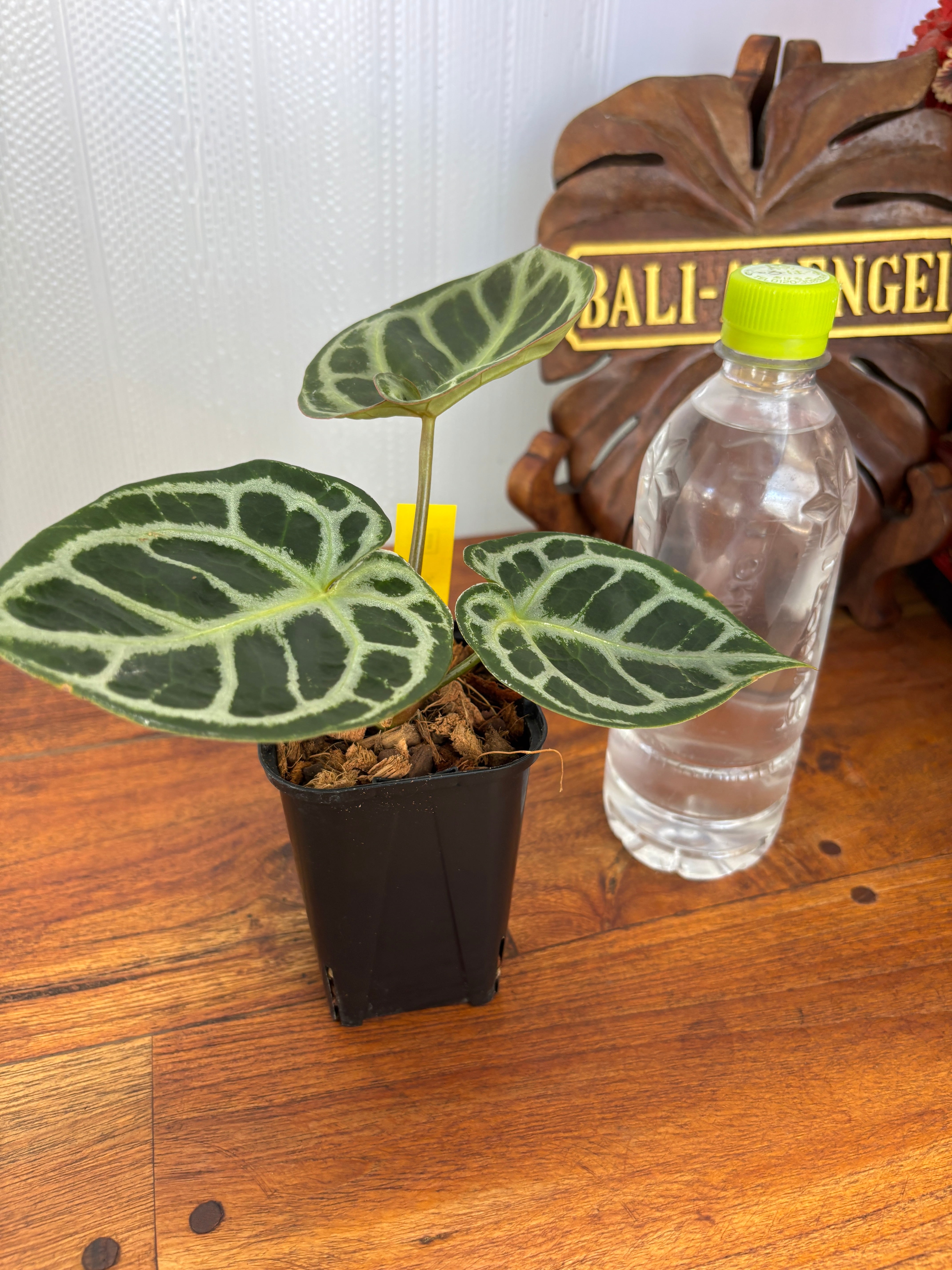 reserved】Billbergia 'Dark Prince'〔ビルベルギア〕現品発送B0255