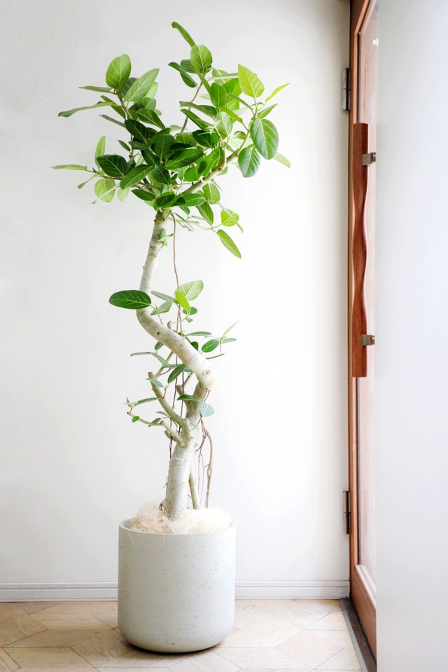 【L/173cm】フィカス ベンガレンシス/Ficus benghalensis
