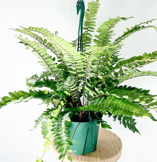 希少 ペラエア ファルカータ シダ植物 観葉植物 吊り下げ