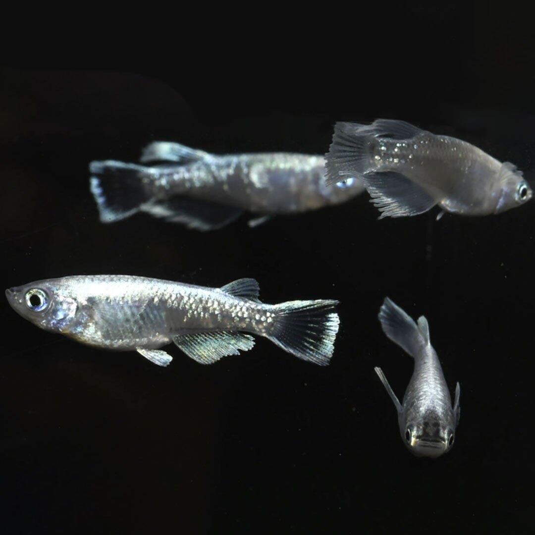 メダカ レクリス 成魚 稚魚 かわいい 保証2匹 4ペア 隔離 淡水 繁殖 厳選種 飼育 お手入れ 交配 固定率 安心 観察 ペット ラメ 安全 アクアリウム ヒレ長 養殖 超極上 水槽 産卵サイズ 自由研究 プレゼント 泳ぐ宝石 可愛い メダカ レクリス 成魚 稚魚 かわいい 保証2匹 4ペア 隔離 淡水 繁殖 厳選種 飼育 お手入れ 交配 固定率 安心 観察 ペット ラメ 安全 アクアリウム ヒレ長 養殖 超極上 水槽 産卵サイズ 自由研究 プレゼント 泳ぐ宝石 可愛い