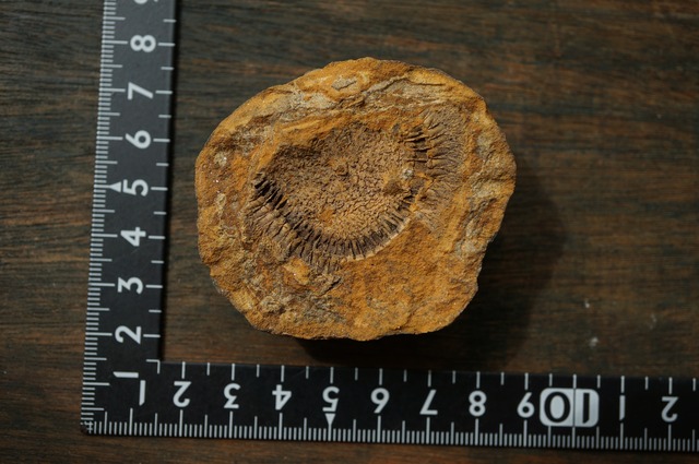 モロッコディスカス化石 Moroccodiscus smithi 2381