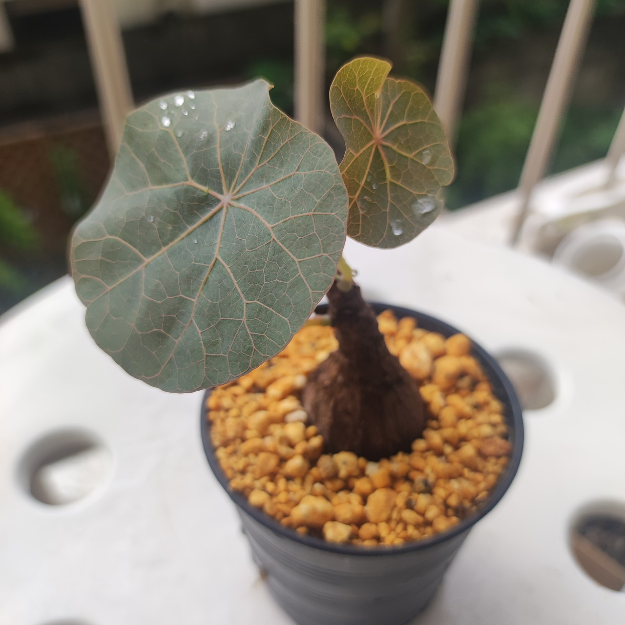 Stephania kaweesakii /ステファニア・カウィーサキ⑤