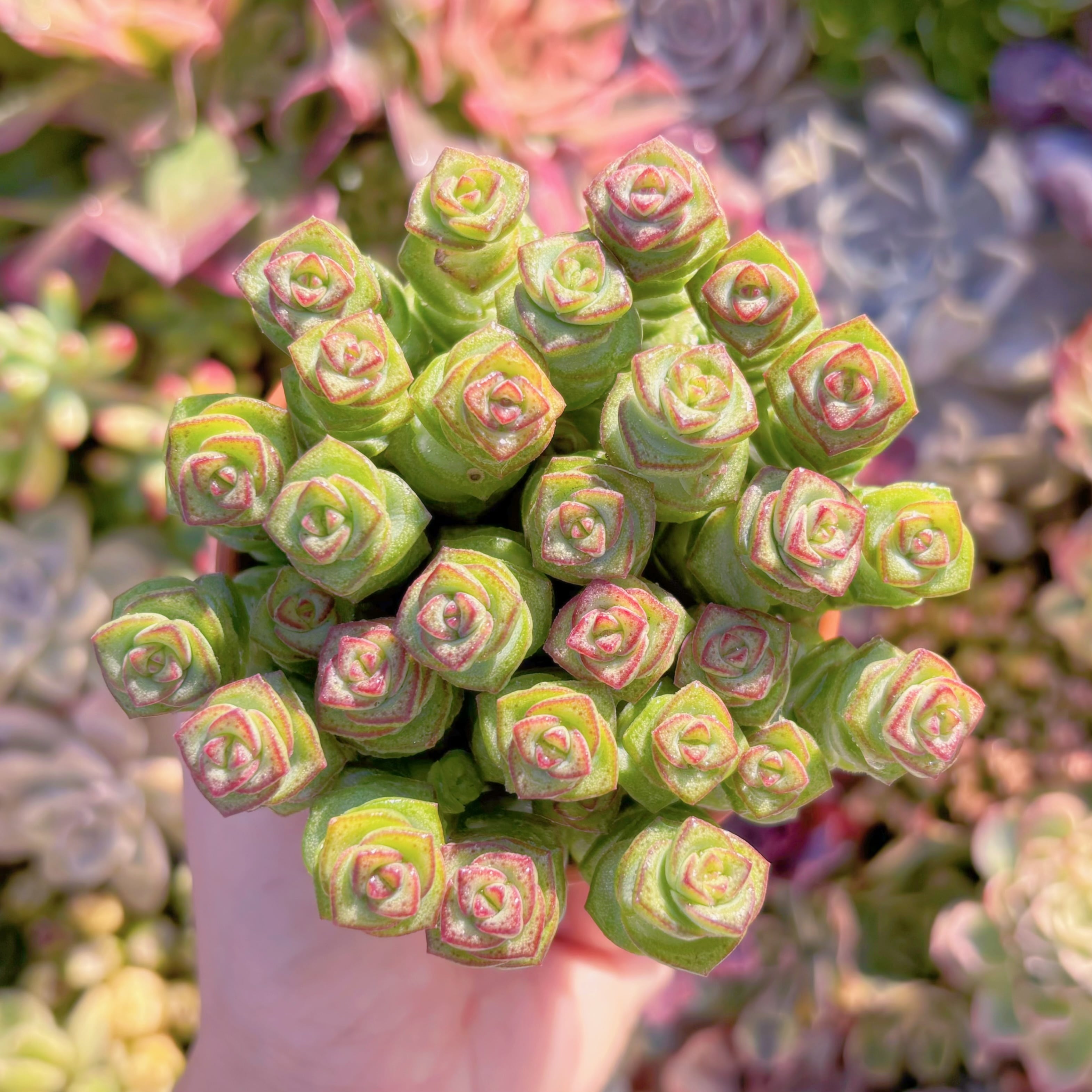 多肉植物　舞乙女緑(約28頭)　新入荷　るる農園