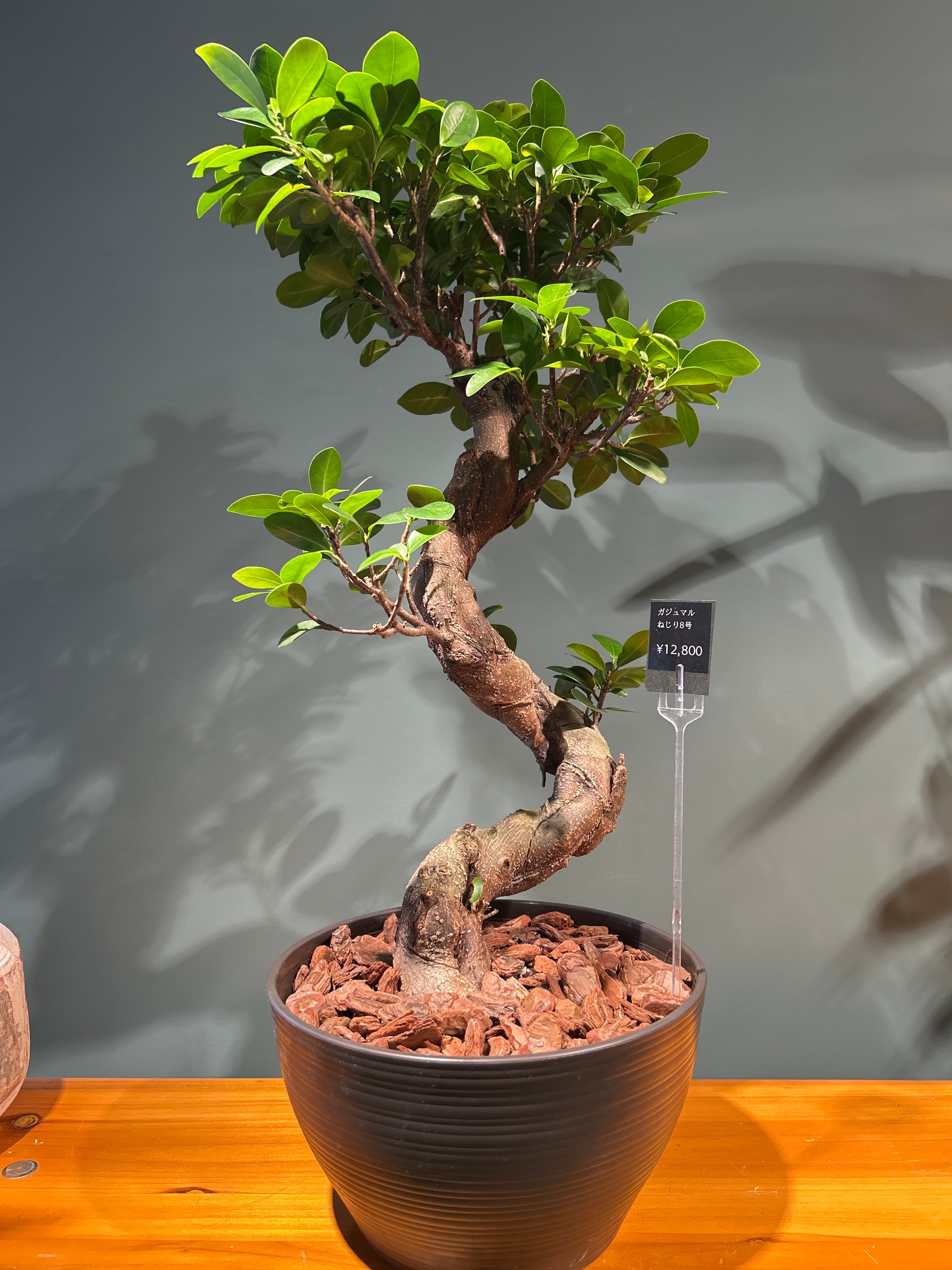 ガジュマル ねじり8号 | 植物との暮らし apricot