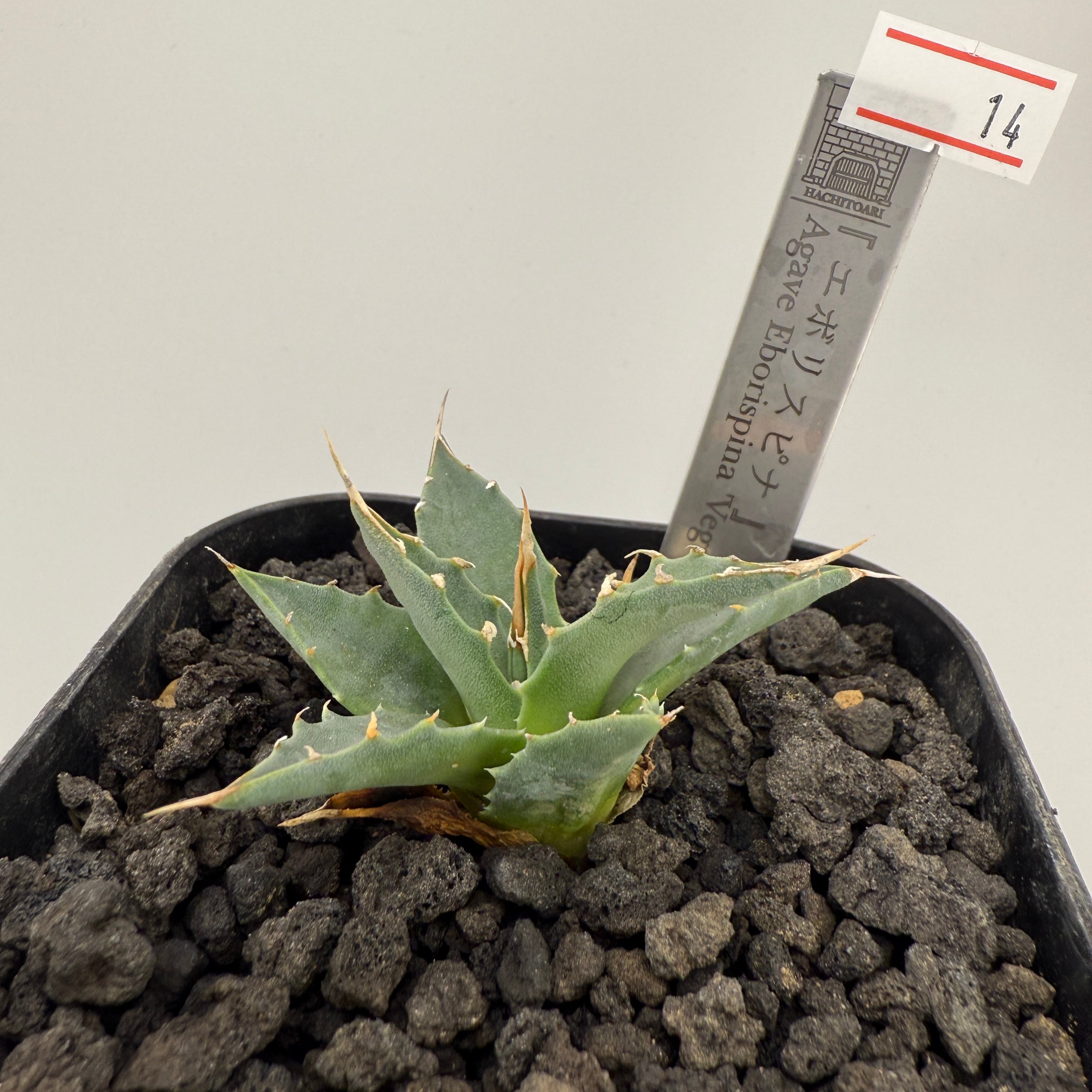 No.14 エボリスピナ Agave utahensis var. eborispina 'Vegas'