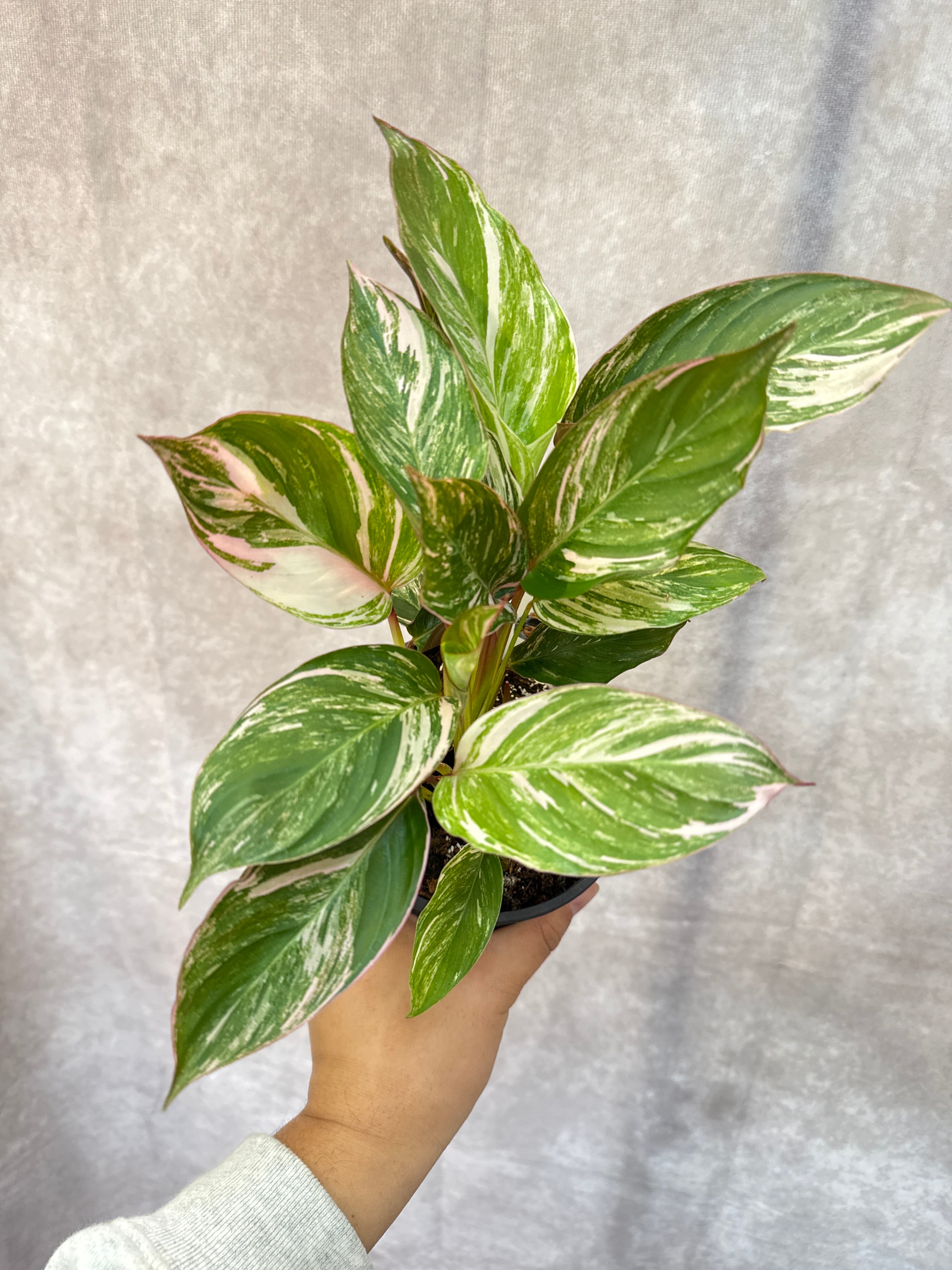 カラテア・マランタ類 | Gardenえん 【観葉熱帯植物】