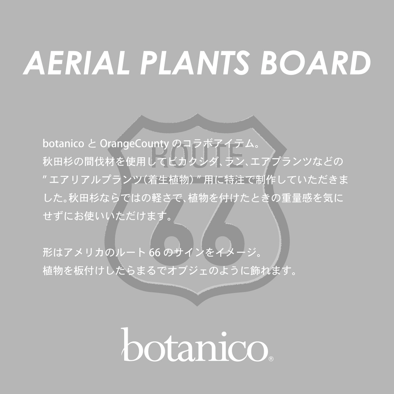 【着生植物用ボード】AERIAL PLANTS BOARD - M（着生ボード）