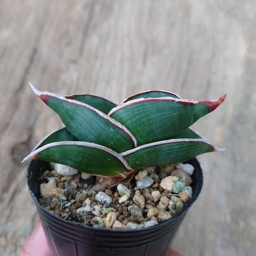 Sansevieria rorida サンスベリア ロリダ 4