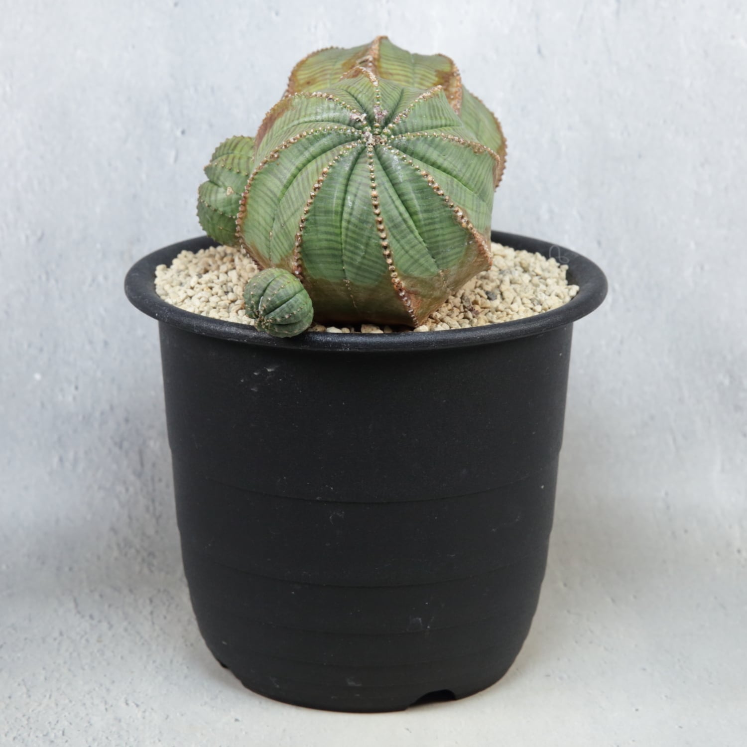 超厳選株】ヴィンテージ 超大株 最大幅 約17cm ダブルヘッド 仔吹き