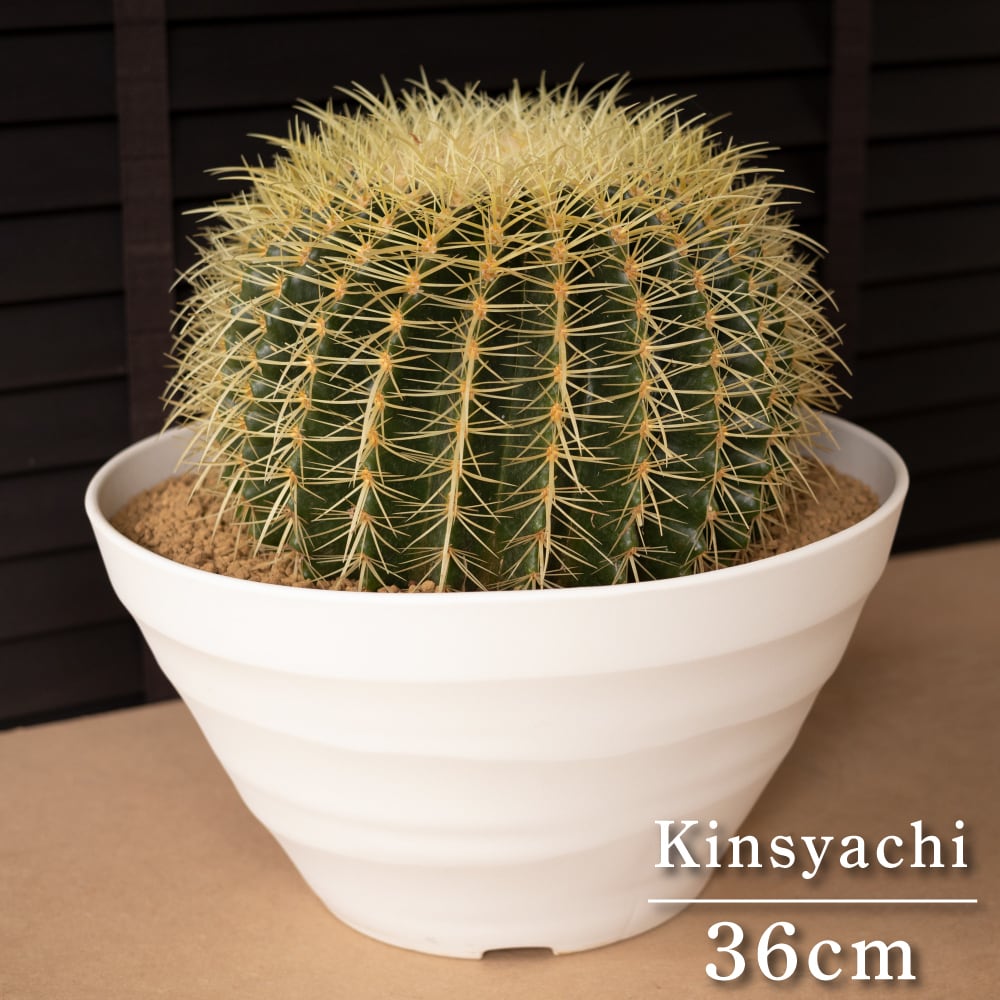 金鯱 サボテン Kinsyachi Echinocactus grusonii 特大 36cm フレグラーポット | SABOTEN-ZAURUS  powered by BASE