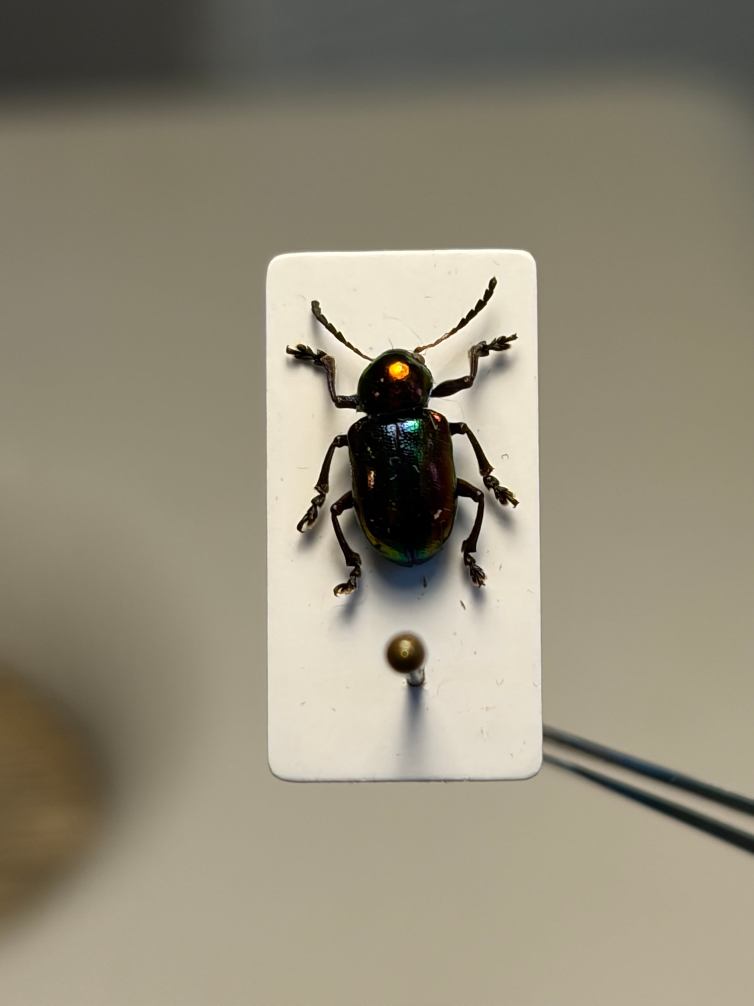 6mm】アカガネサルハムシに酷似のハムシの一種 標本 Acrothinium