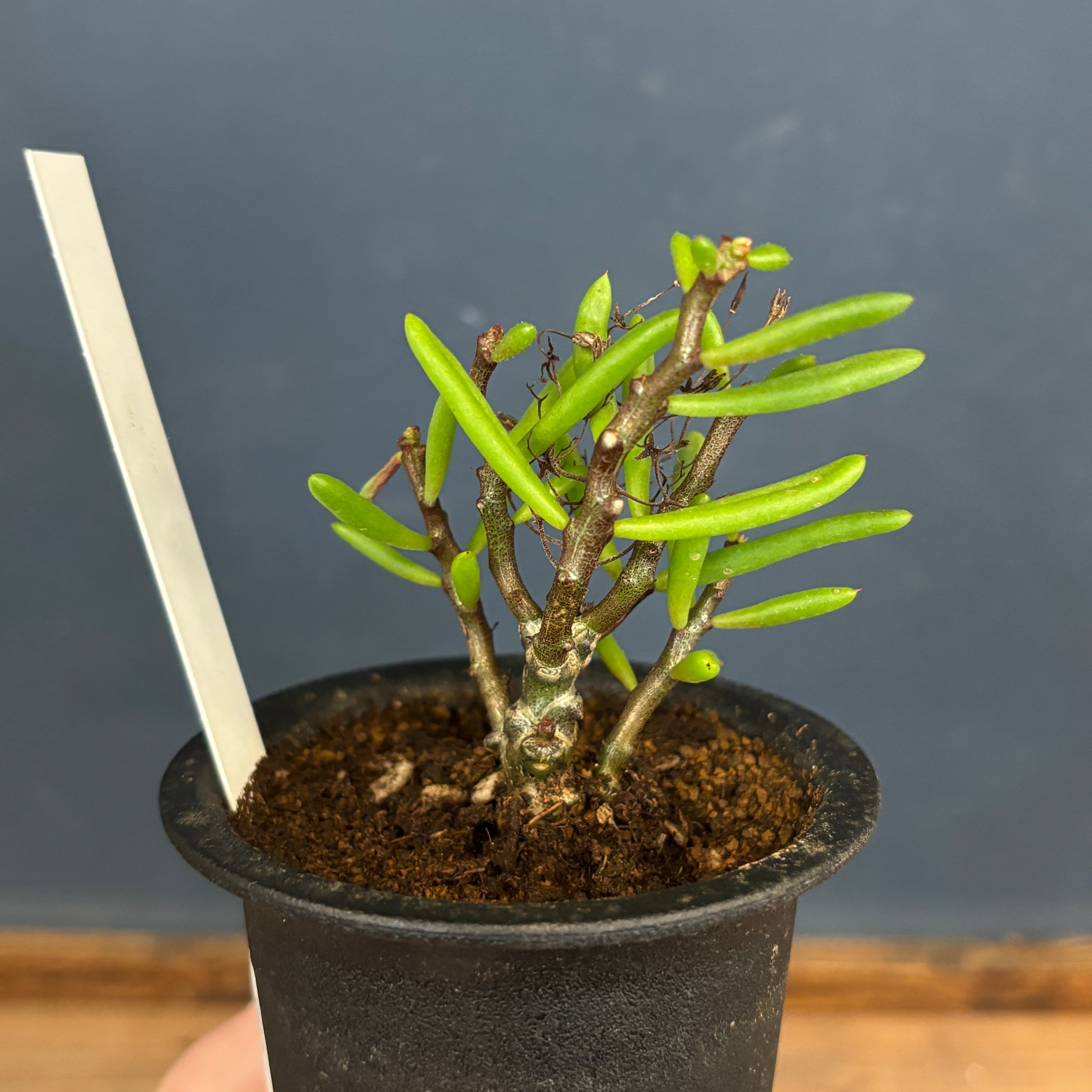 チレコドン ニグリカウリス【1010】 | PROTOLEAF プロトリーフ