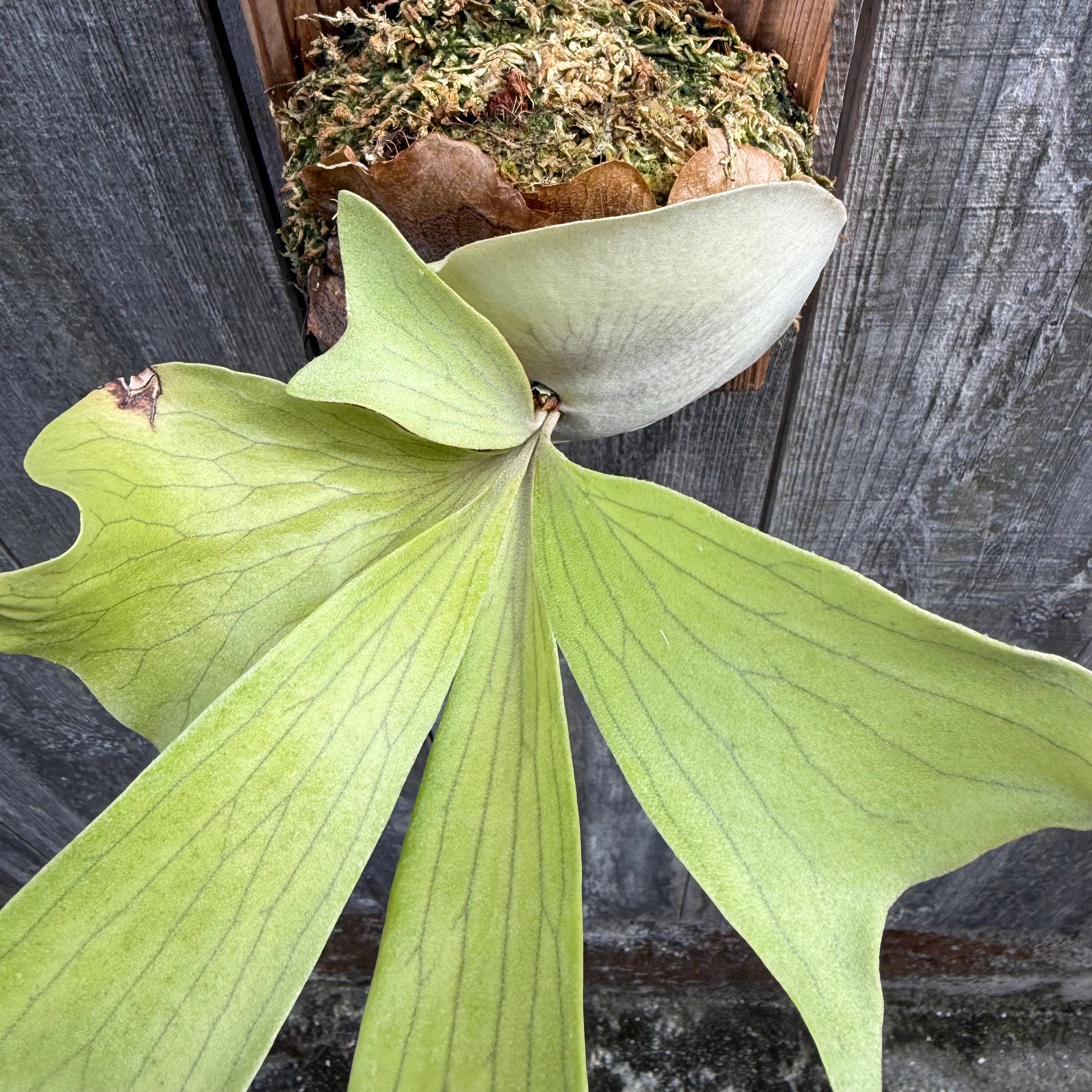 P.hillii Kylin (from Yot) | naturefix