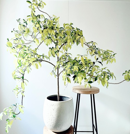 希少 シェフレラ・グランディ 斑入り フリル葉｜テラニアスバルーン鉢 calm cafe