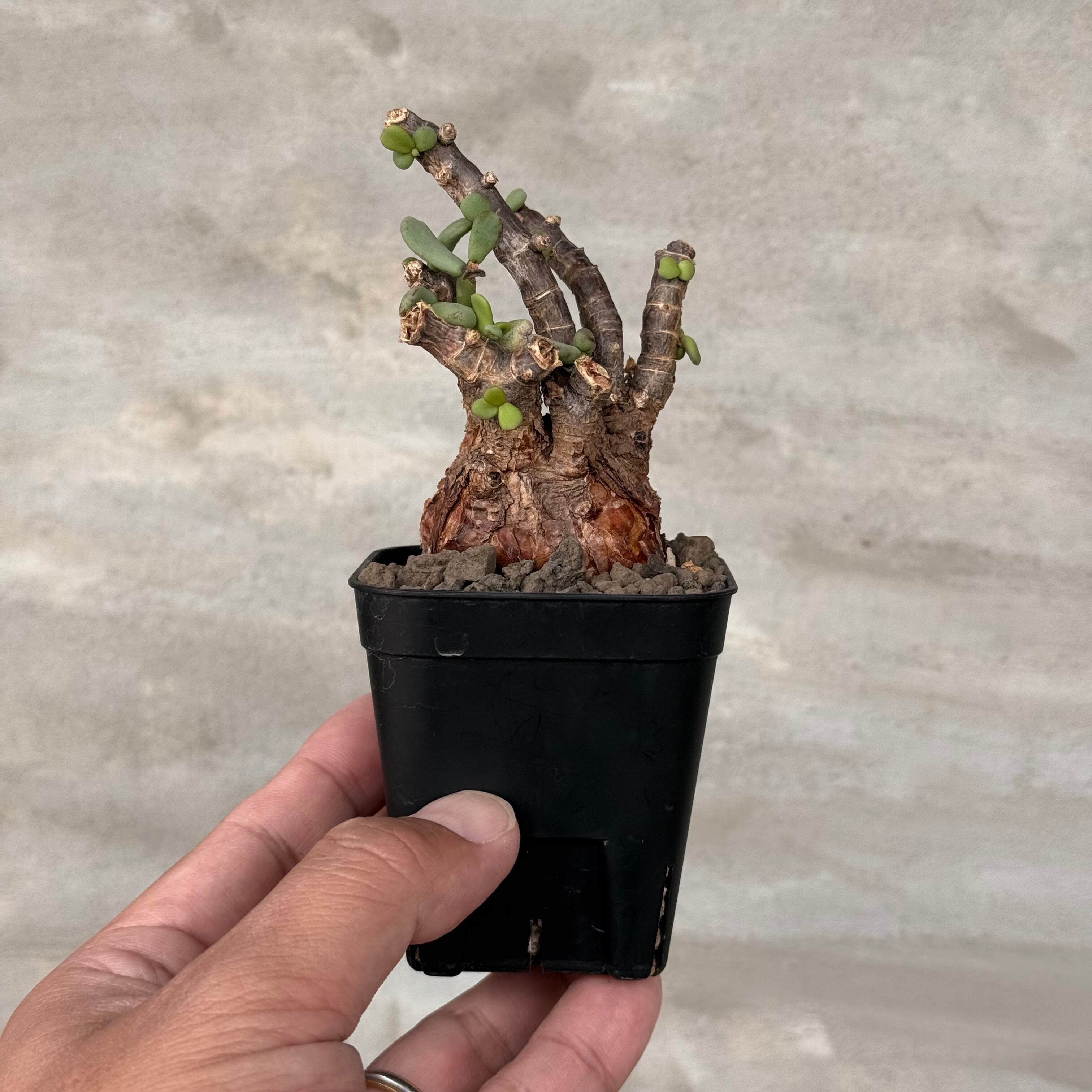 観葉植物 ケラリア ピグマエア 現地球 発根済み