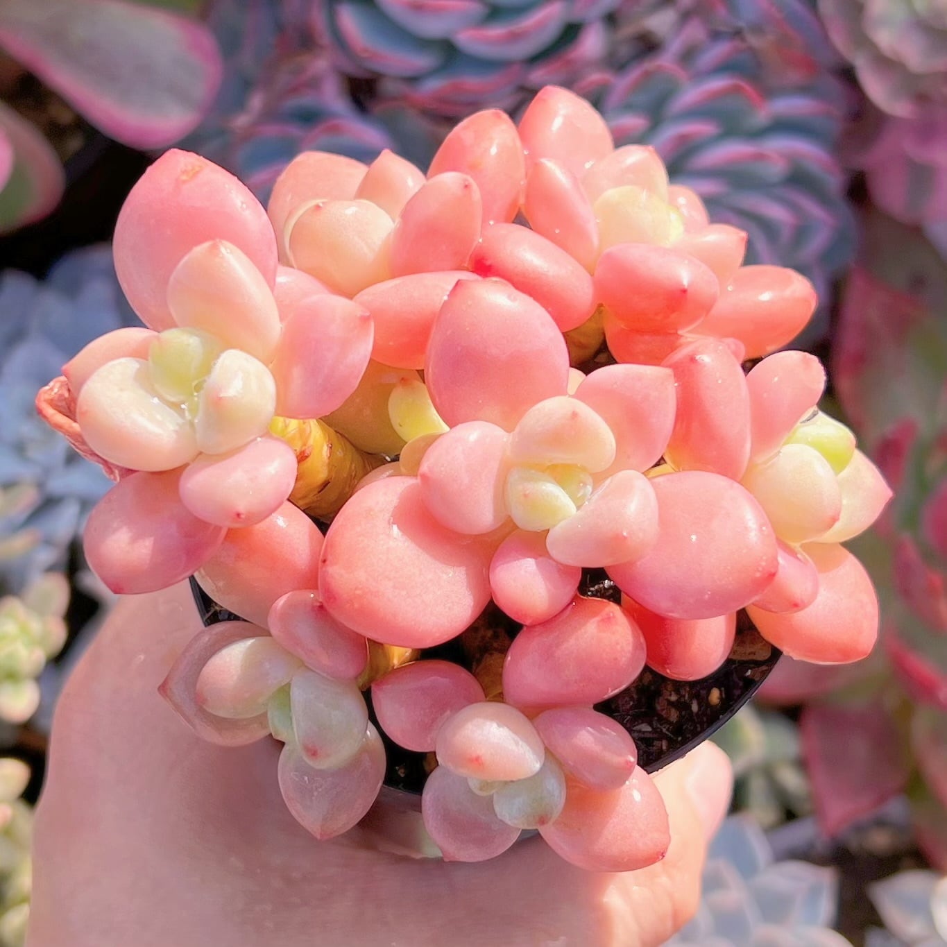 現品　マカロン#276　群生　るる農園