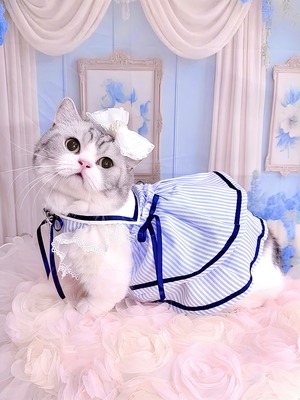 Petite Écolière — Limited Cat Edition（プティット・エコリエール - リミテッド・キャットエディション）