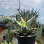Sansevieria pinguicula【サンセベリア・ピングイキュラ】