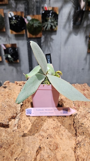 P.willinckii Shirahoshi【artPLANTs/PLANTS GARAGE 】ビカクシダ#Platycerium