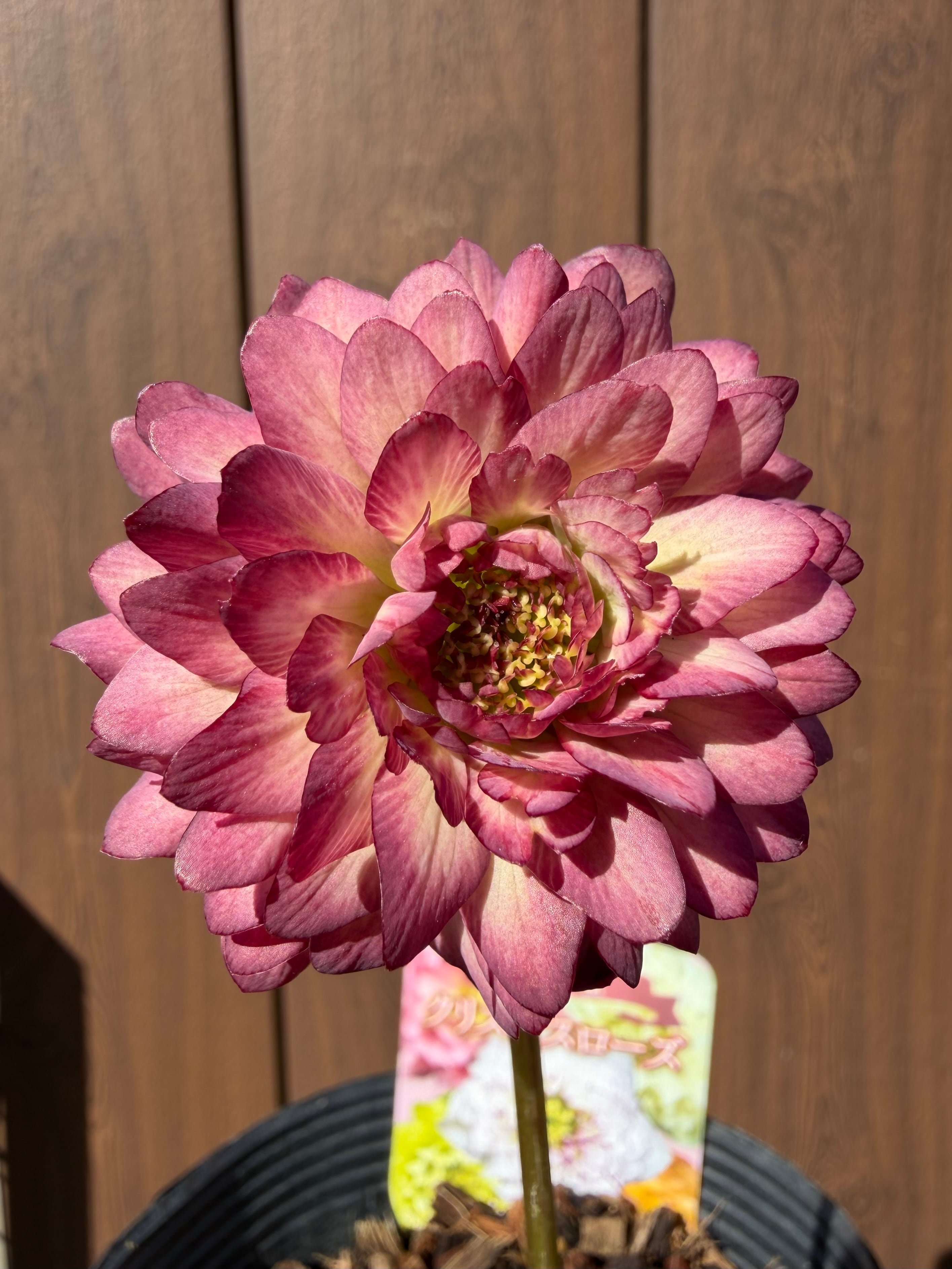 超多弁咲き 雄しべ弁化！ ※蕾無し特価 吉田園芸 クリスマスローズ